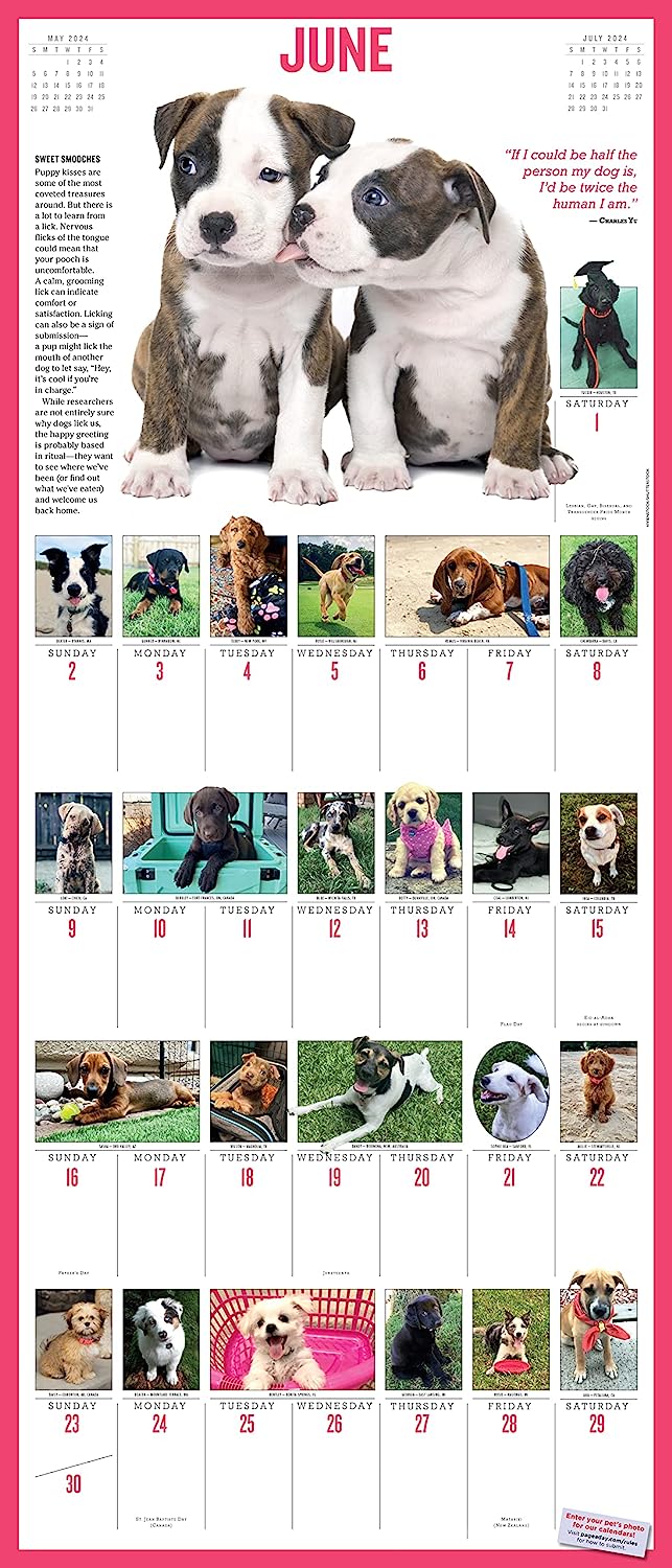 2024 365 Puppies-A-Year - Deluxe Wall Calendar