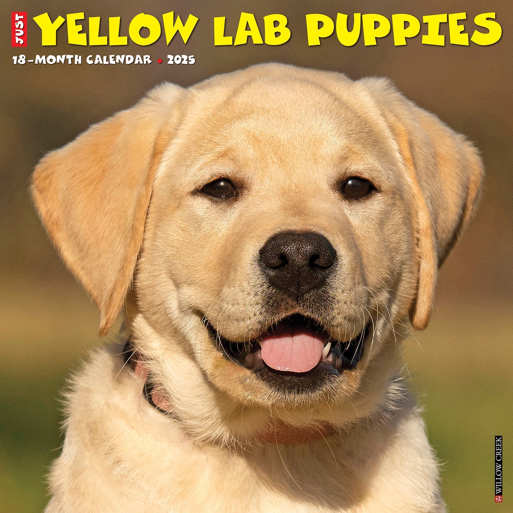 2025 Yellow Lab Puppies - Square Wall Calendar (US Only)