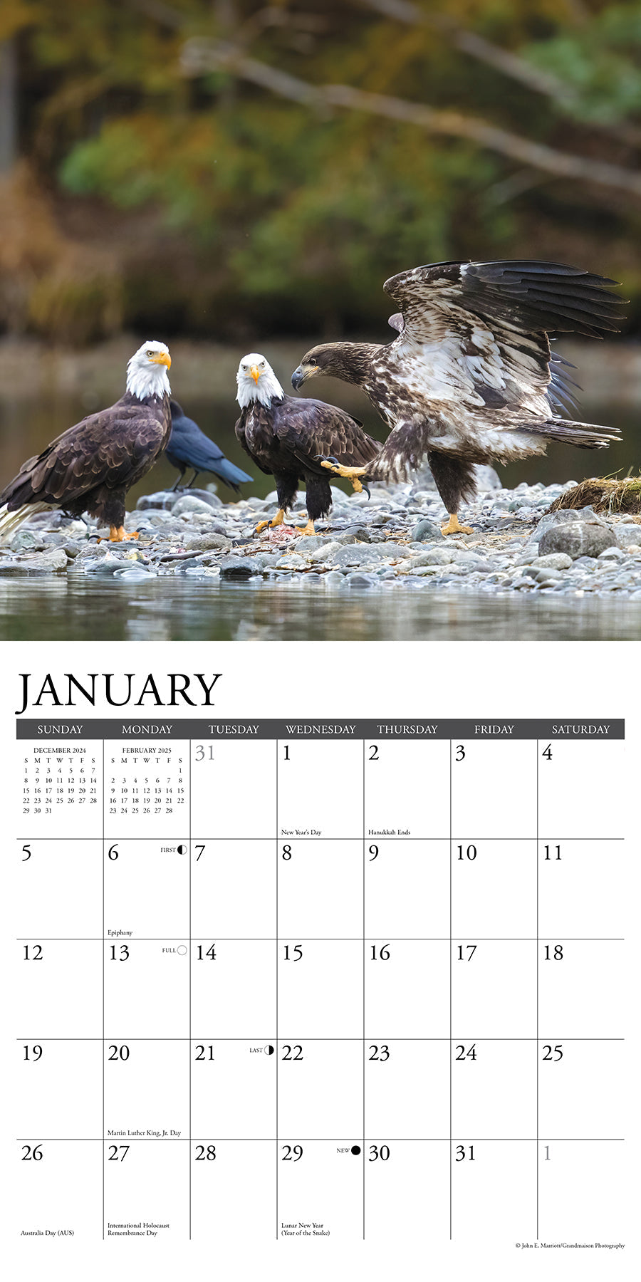 2025 Eagles - Square Wall Calendar (US Only)