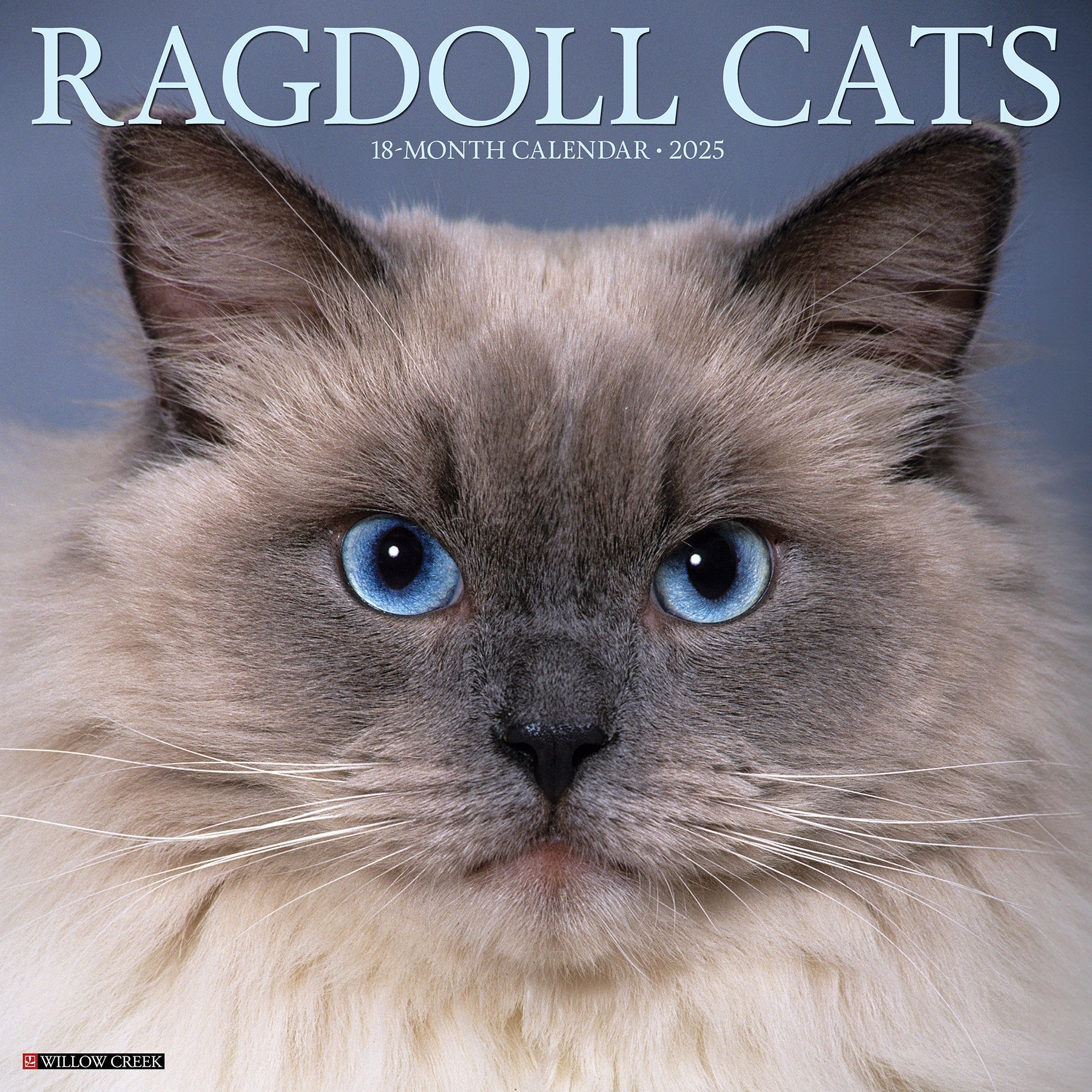 2025 Ragdoll Cats - Square Wall Calendar (US Only)