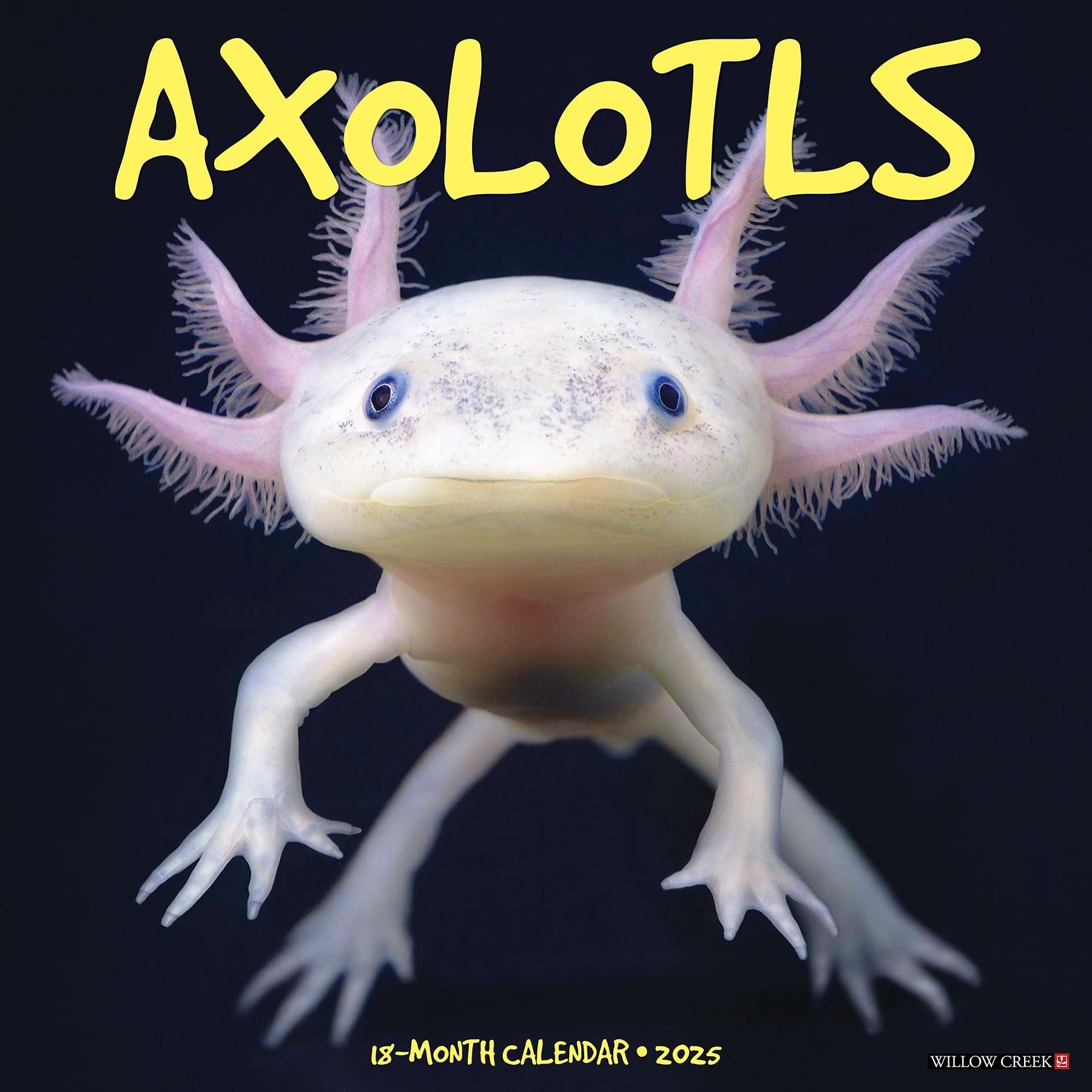 2025 Axolotls - Square Wall Calendar (US Only)