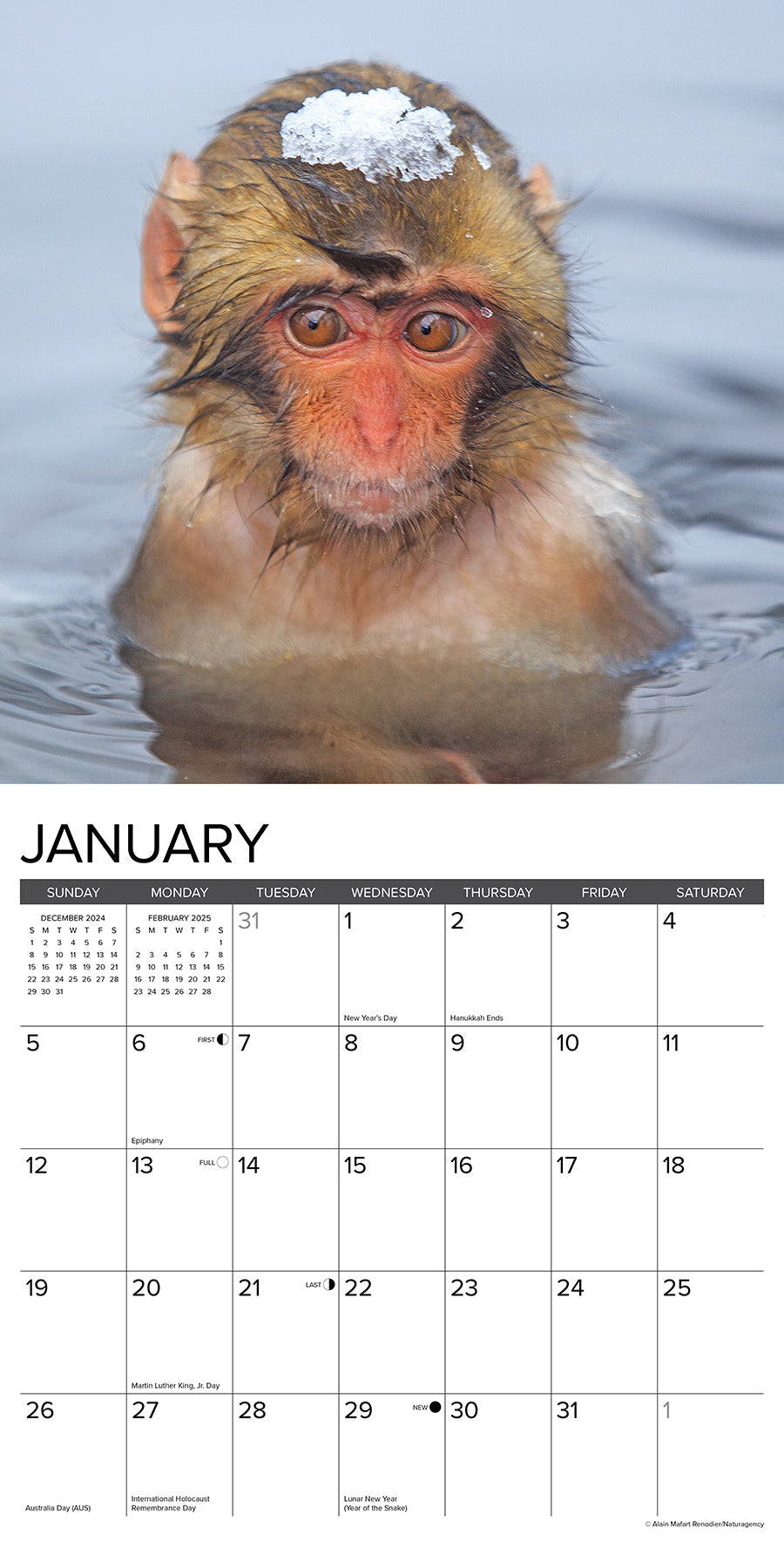 2025 Monkey Business - Square Wall Calendar (US Only)