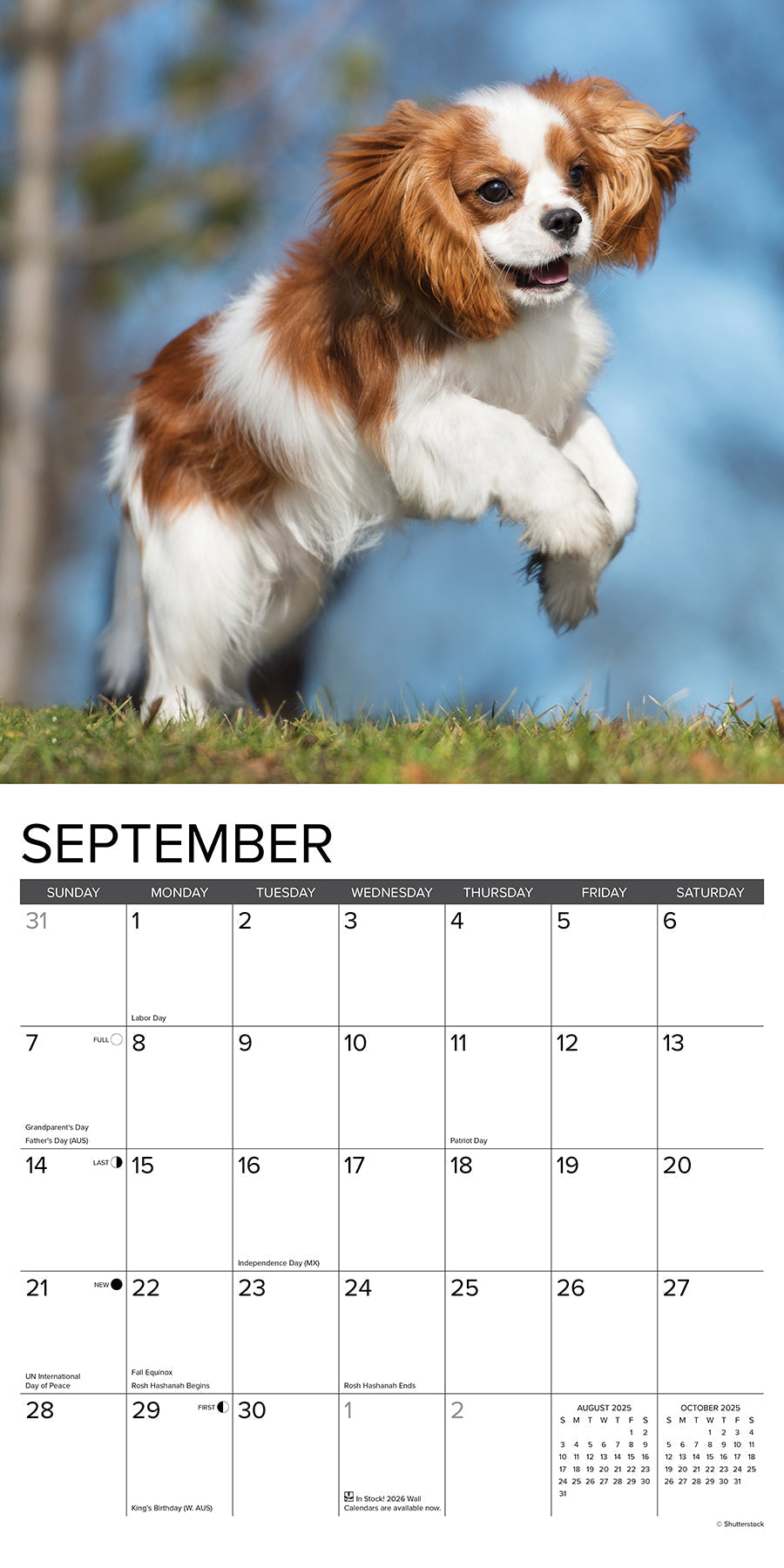 2025 Cavalier King Charles Spaniel Puppies - Square Wall Calendar (US Only)