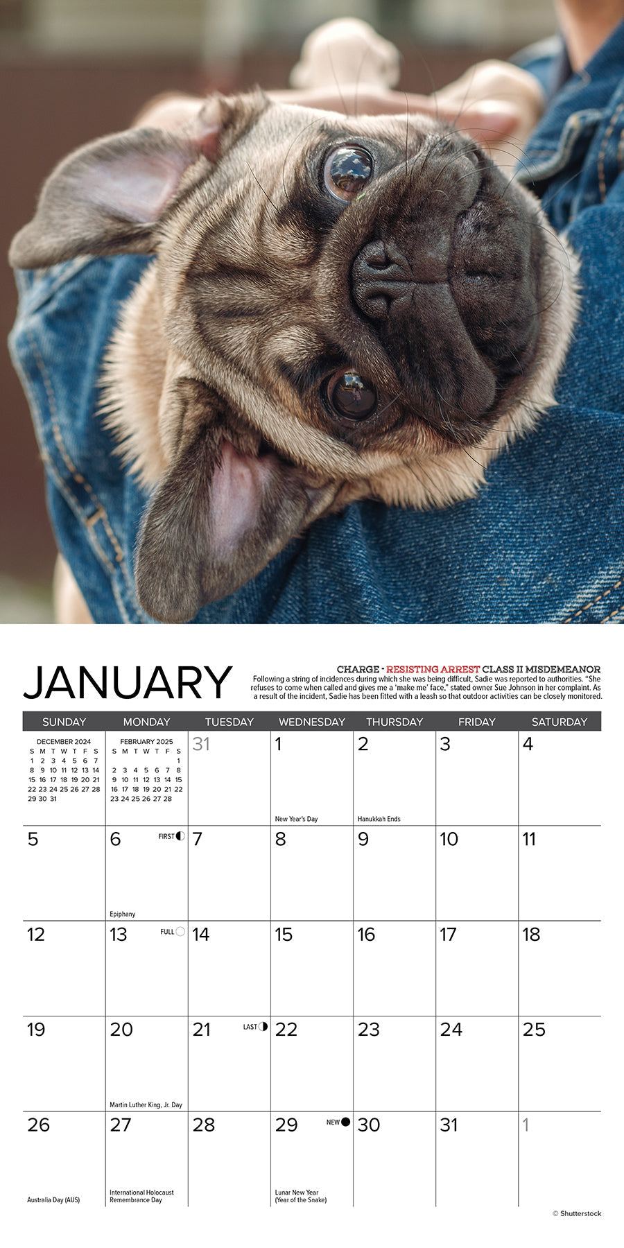 2025 Pug Mugs - Mini Wall Calendar (US Only)