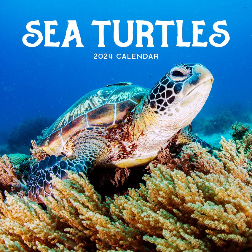 2024 Sea Turtles (by Paper Pocket) - Square Wall Calendar