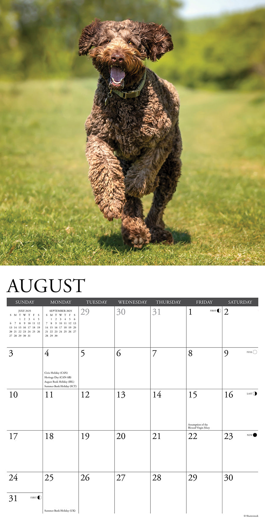 2025 Labradoodles - Square Wall Calendar (US Only)