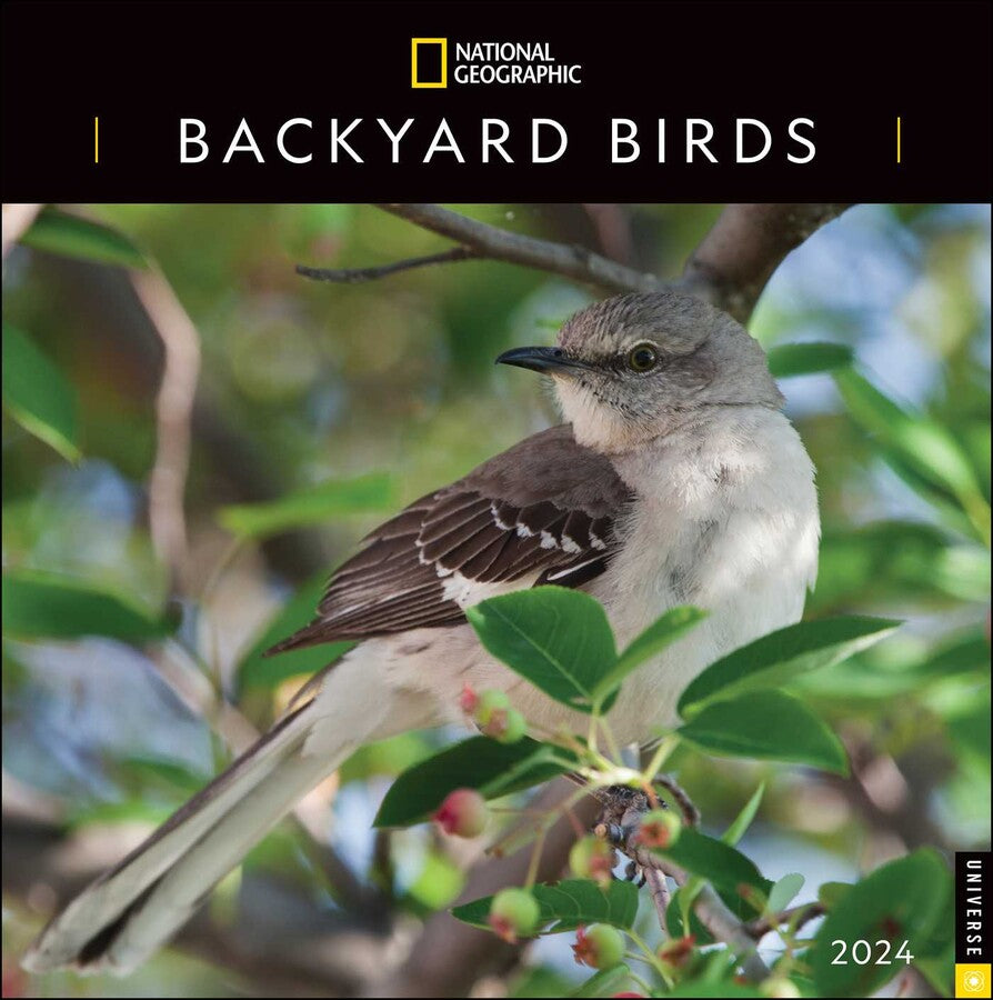 2024 Backyard Birds: National Geographic - Square Wall Calendar