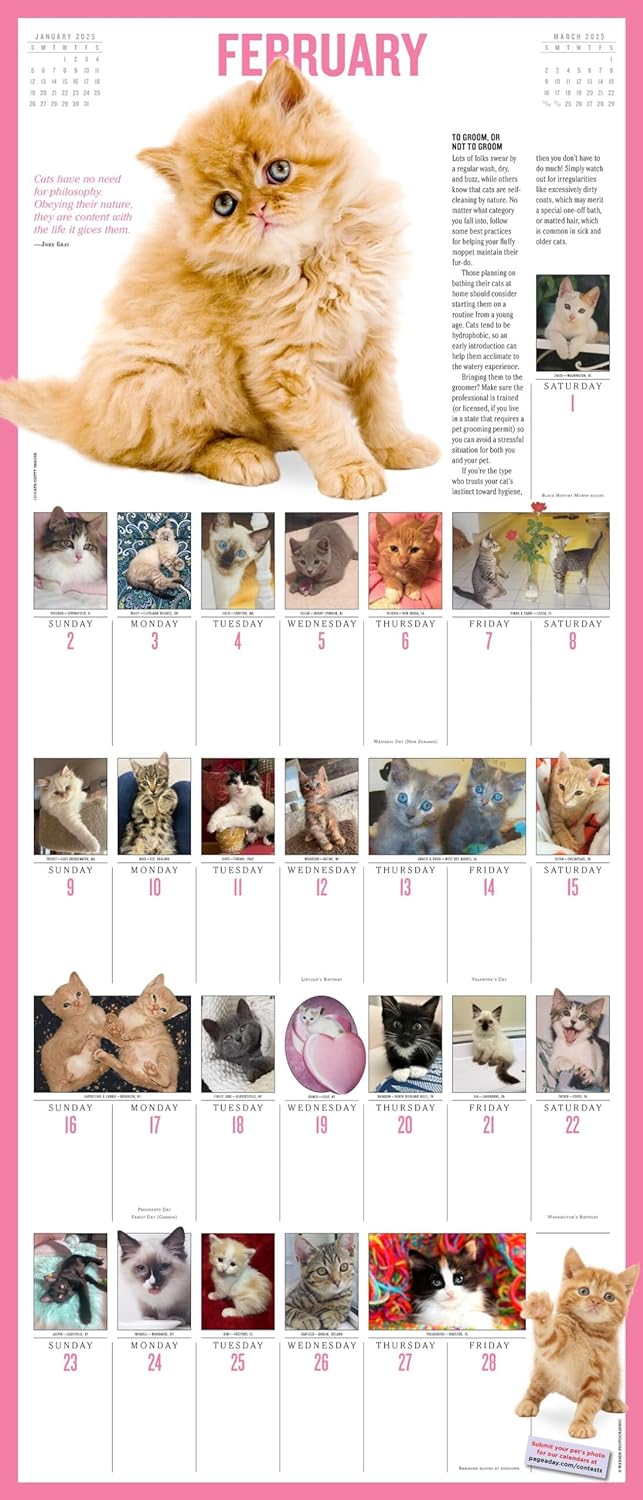 2025 365 Kittens-A-Year Picture-A-Day - Deluxe Wall Calendar