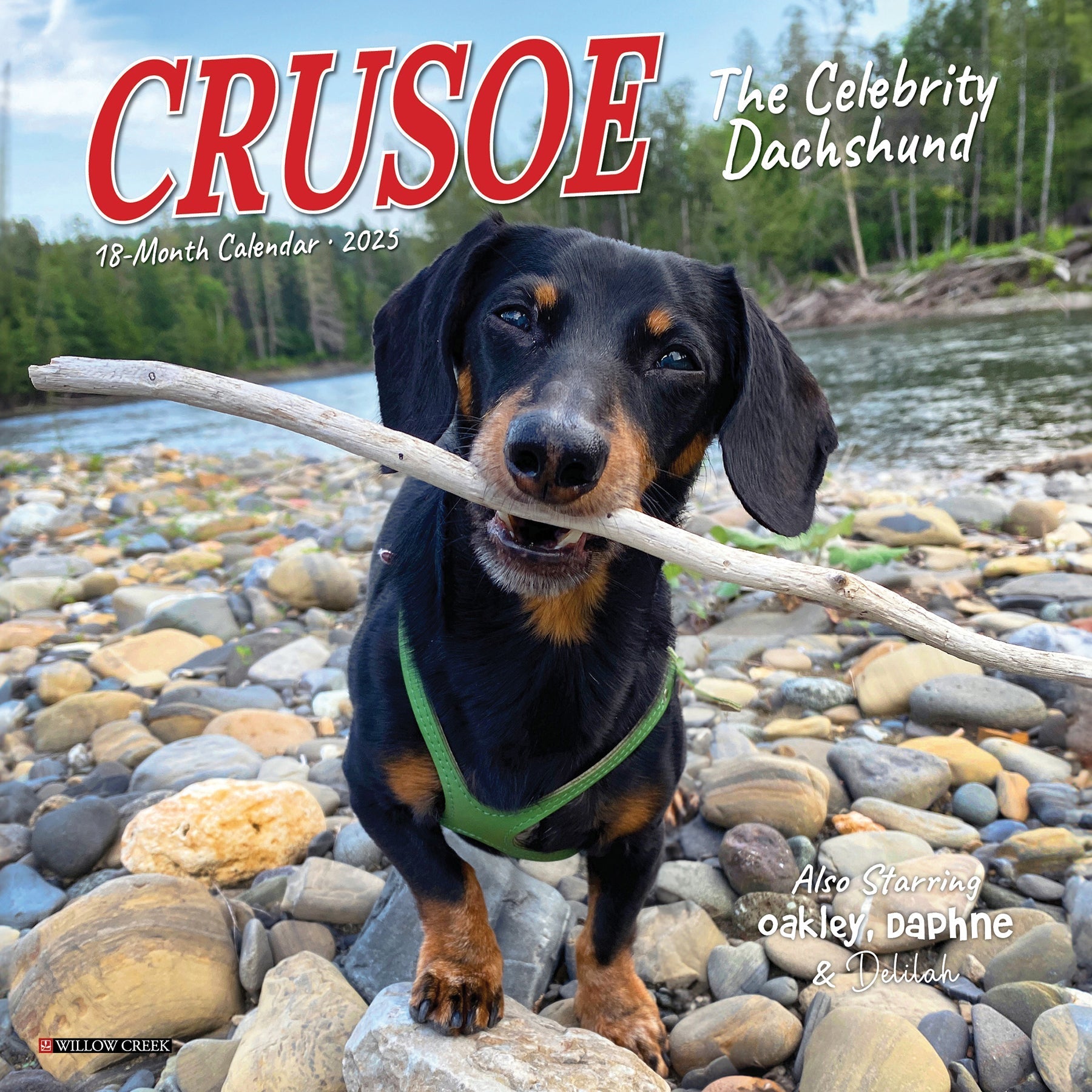 2025 Crusoe the Celebrity Dachshund - Mini Wall Calendar (US Only)