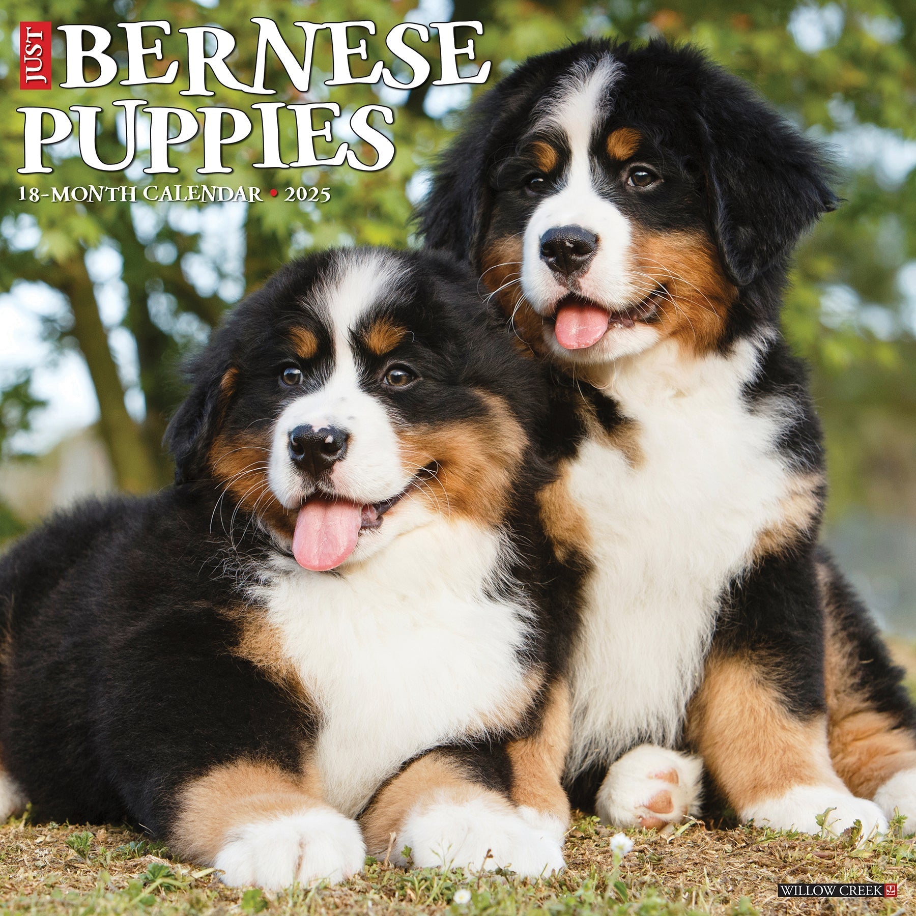 2025 Bernese Mountain Puppies - Square Wall Calendar (US Only)