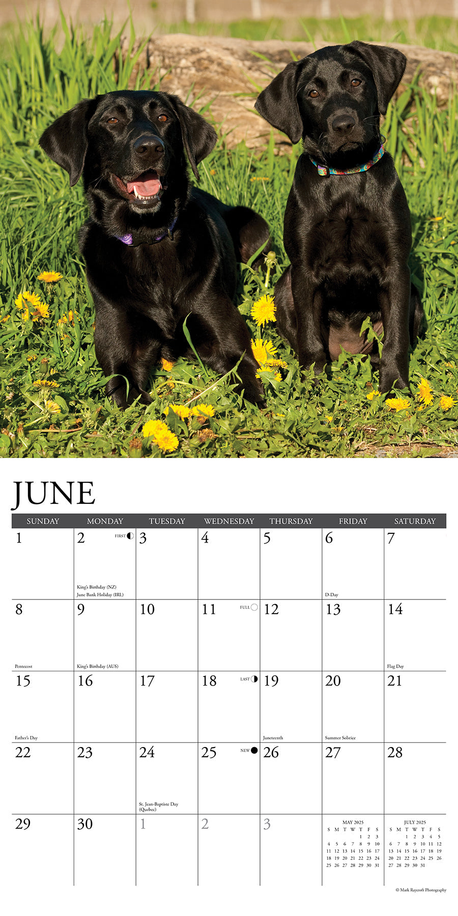 2025 Black Labs - Square Wall Calendar (US Only)