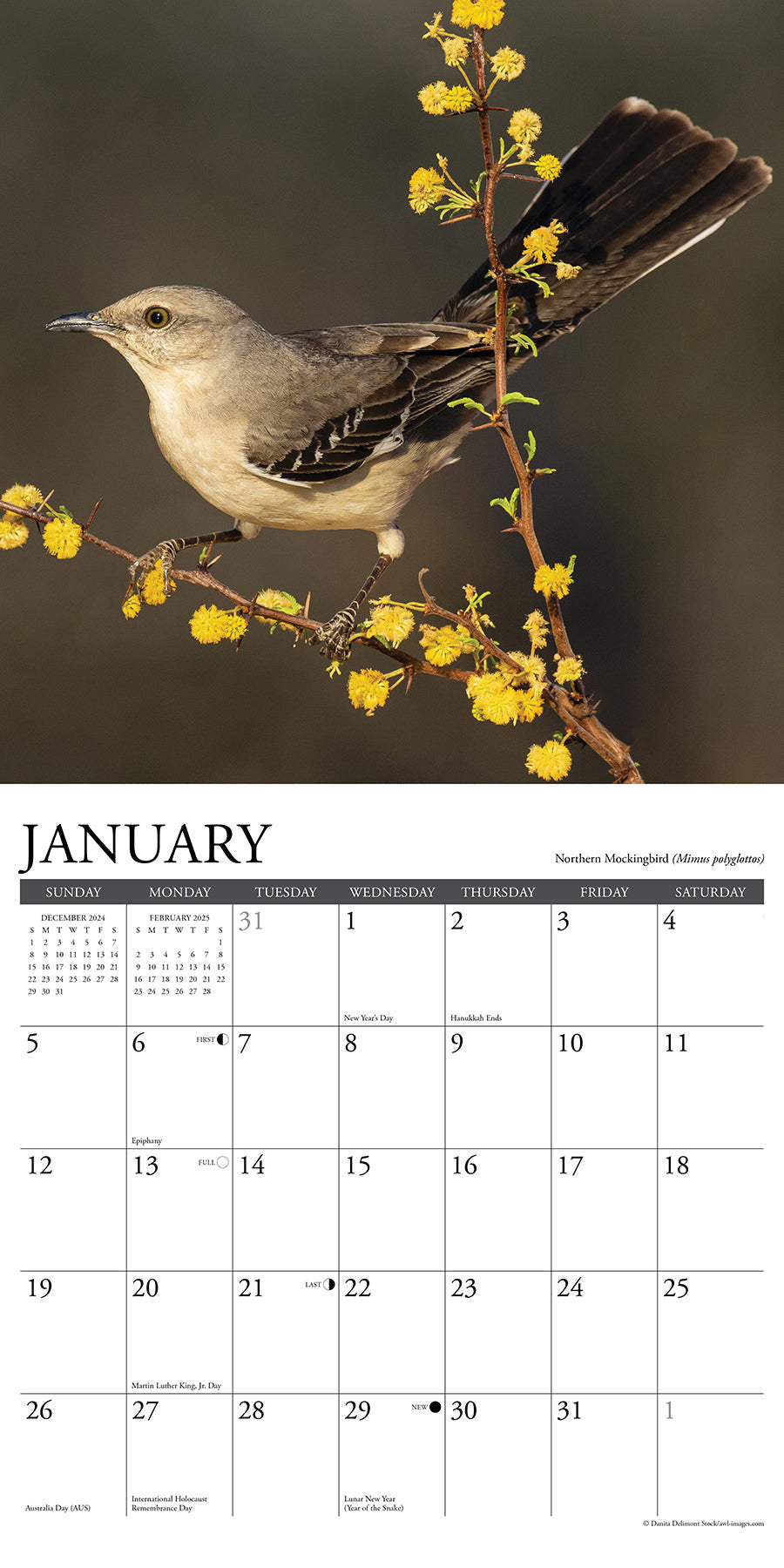 2025 Garden Birds - Square Wall Calendar (US Only)