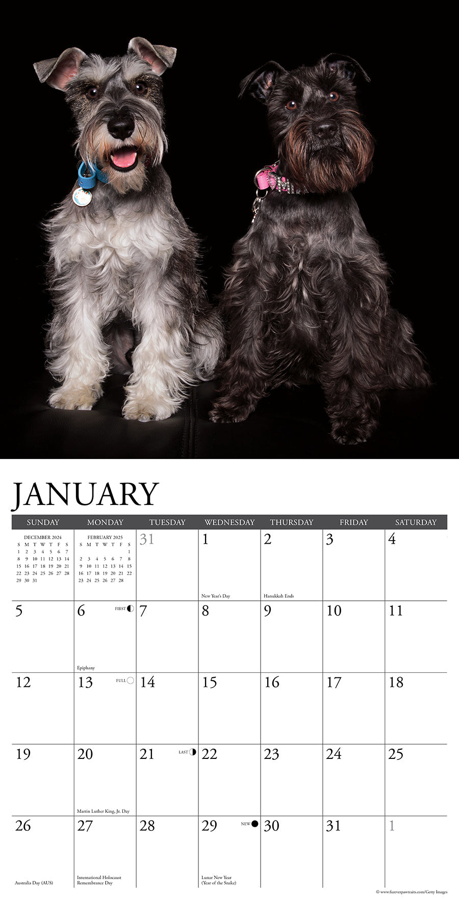 2025 Schnauzers - Square Wall Calendar (US Only)