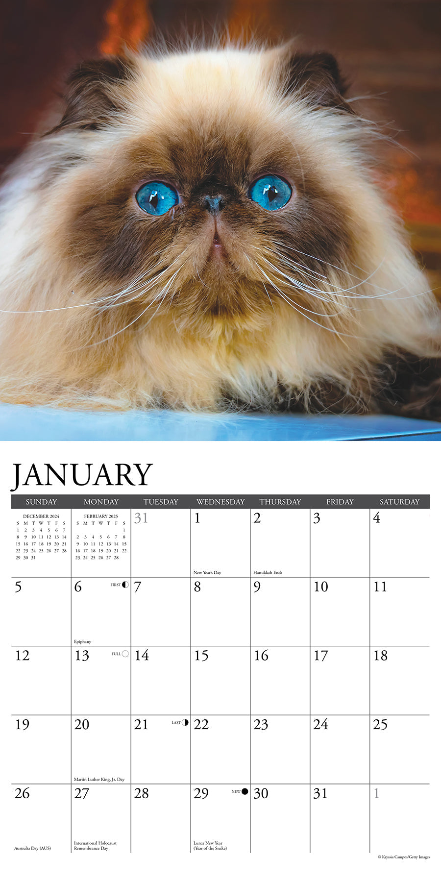 2025 Himalayan Cats - Square Wall Calendar (US Only)