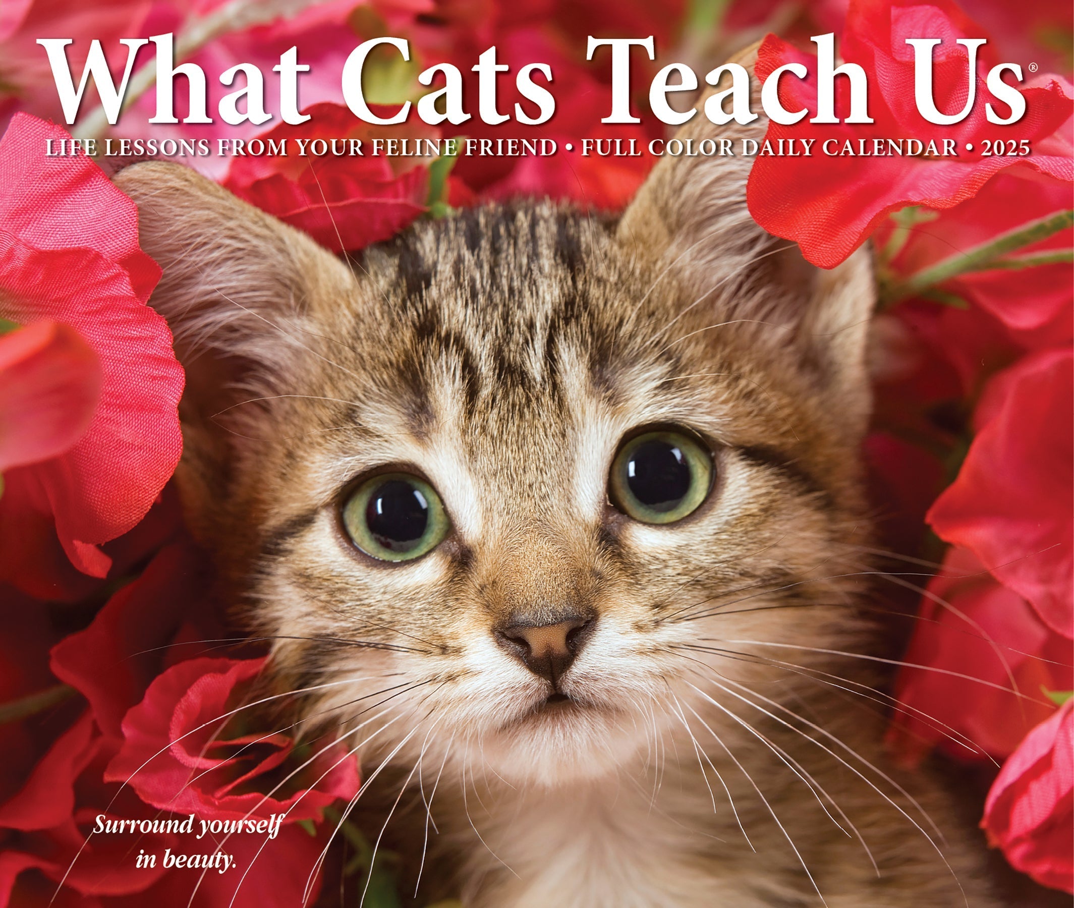 2025 What Cats Teach Us - Daily Boxed Page-A-Day Calendar (US Only)