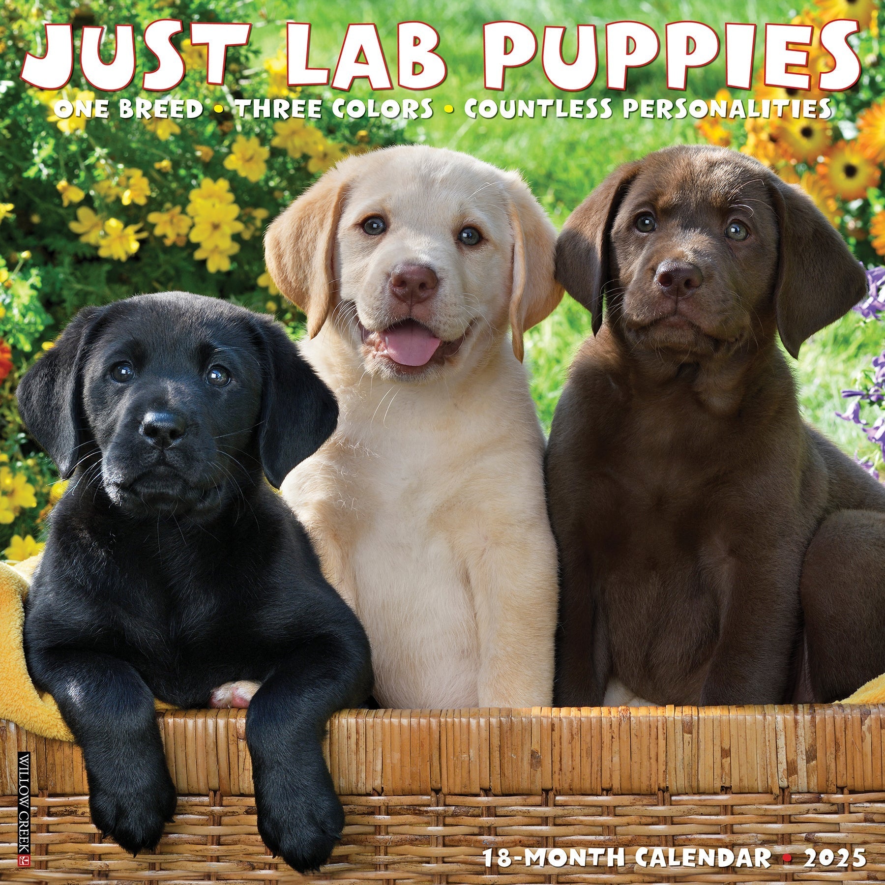 2025 Lab Puppies - Square Wall Calendar (US Only)