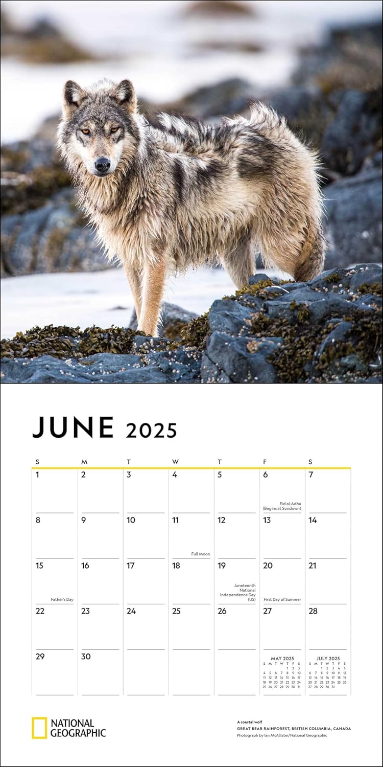 2025 National Geographic: Wolves - Square Wall Calendar