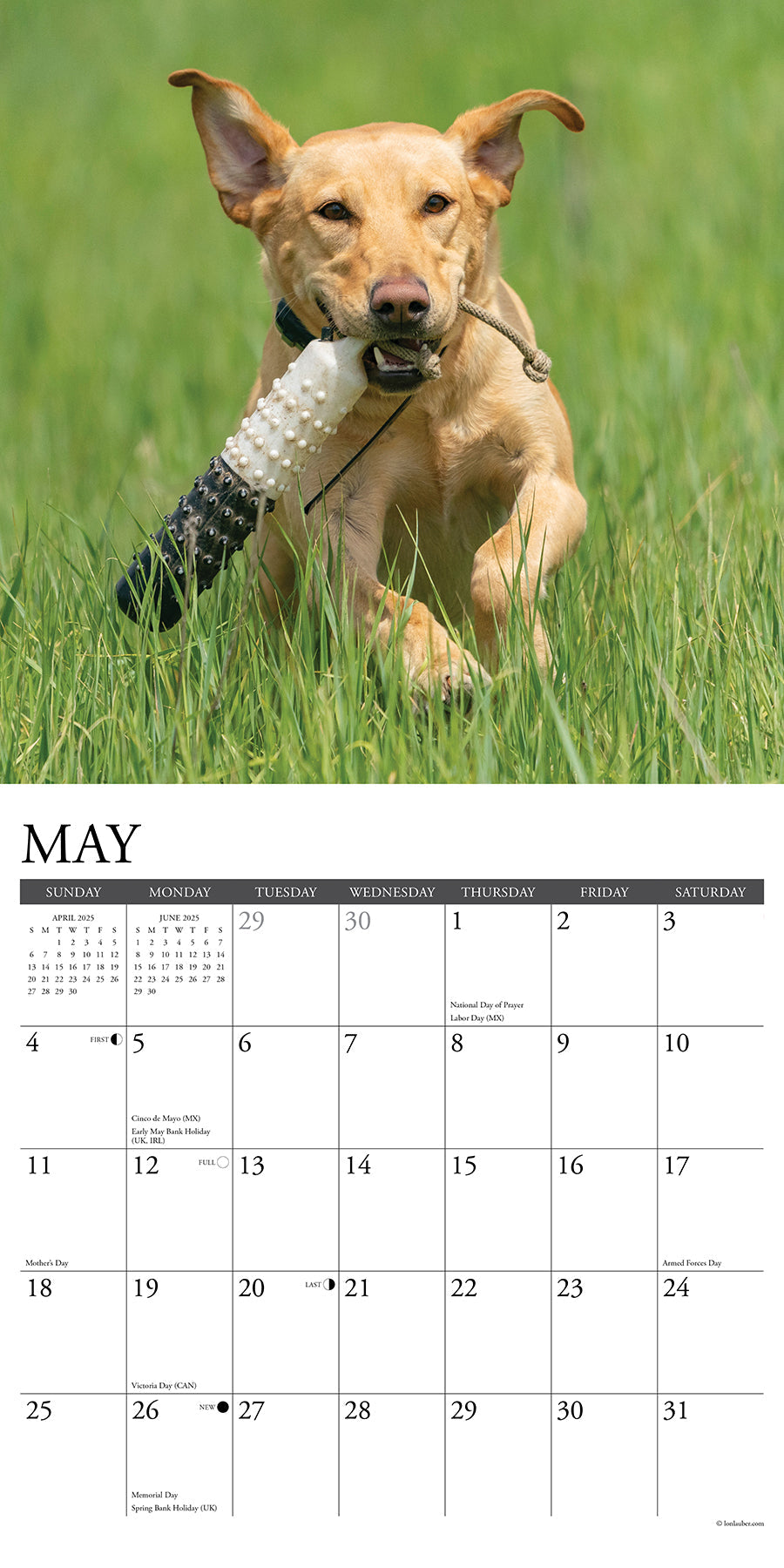 2025 Yellow Labs - Square Wall Calendar (US Only)