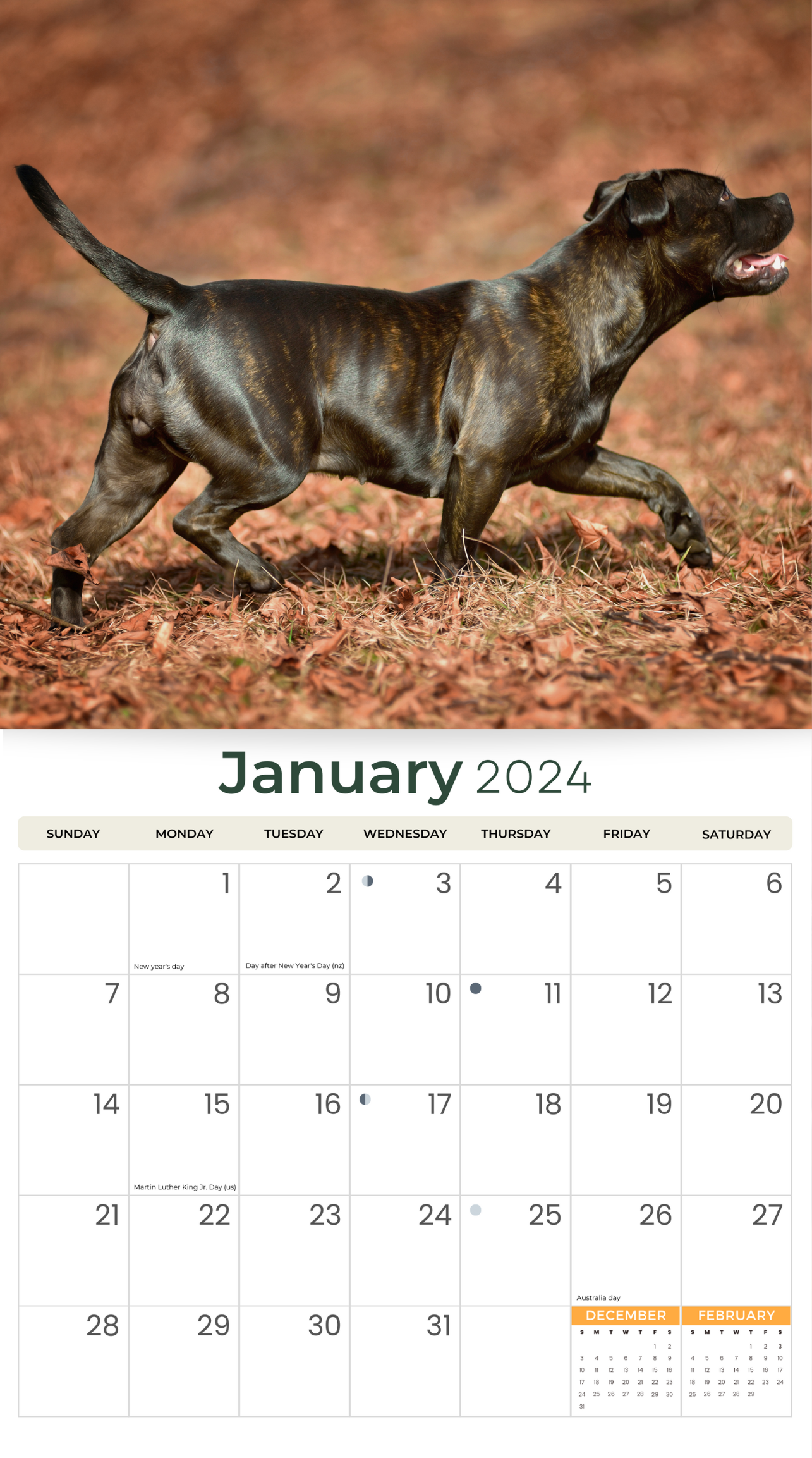 2024 Staffordshire Bull Terriers Dogs & Puppies - Deluxe Wall Calendar by Just Calendars - 16 Month - Plastic Free