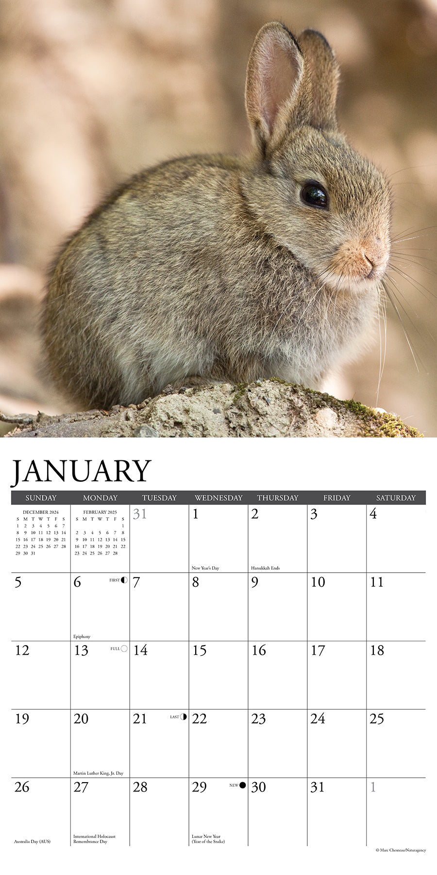 2025 Bunnies - Square Wall Calendar (US Only)