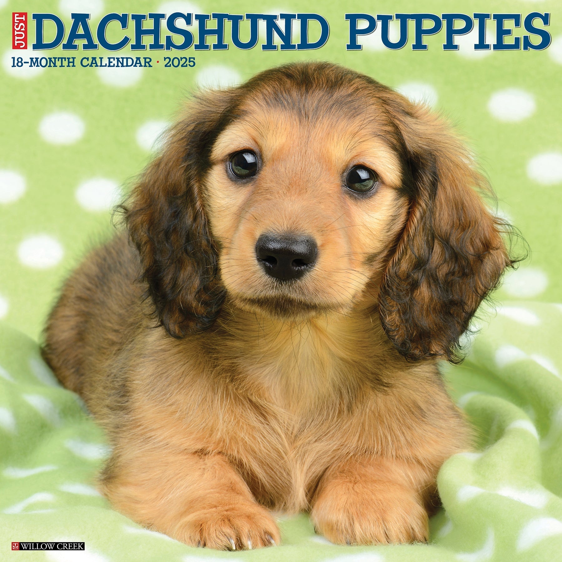 2025 Dachshund Puppies - Square Wall Calendar (US Only)