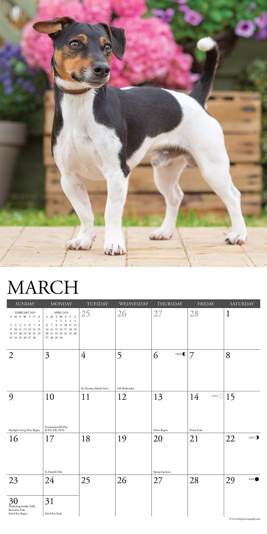 2025 Jack Russells - Square Wall Calendar (US Only)