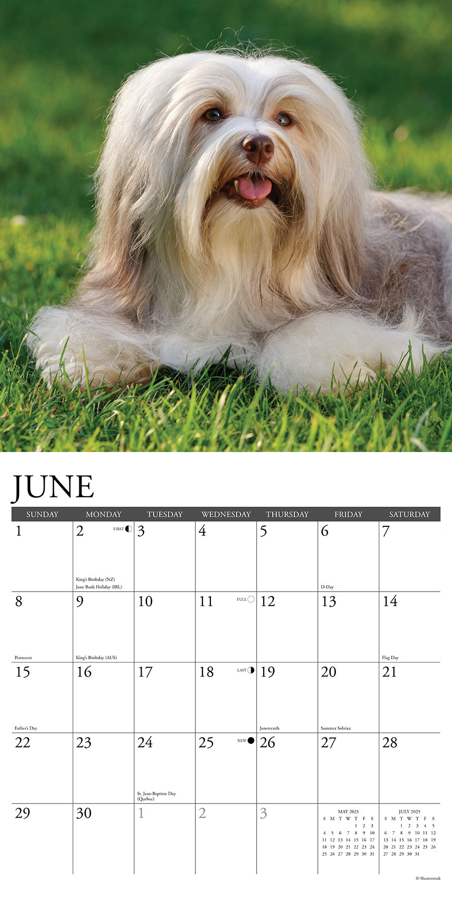 2025 Havanese - Square Wall Calendar (US Only)