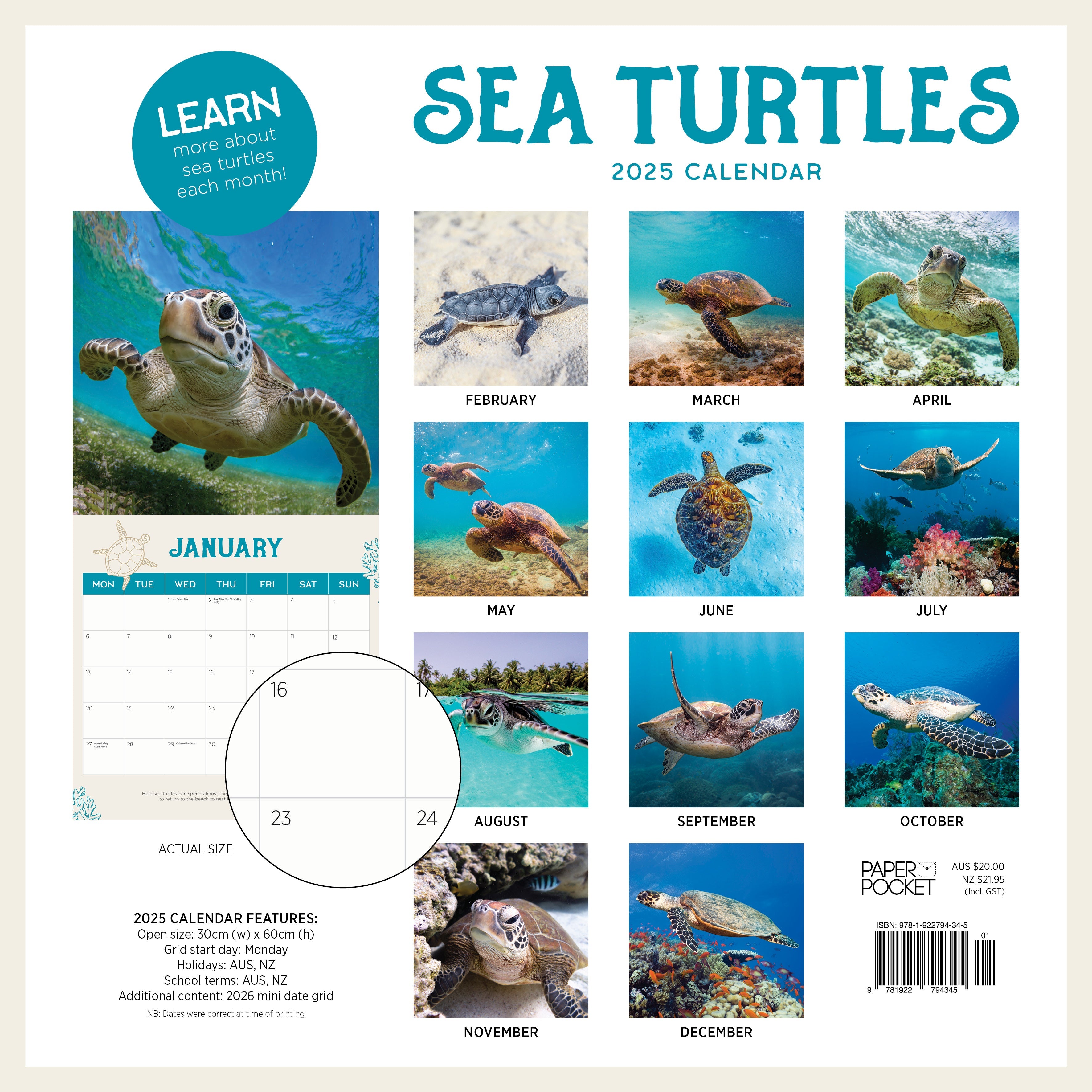 2025 Sea Turtles - Square Wall Calendar