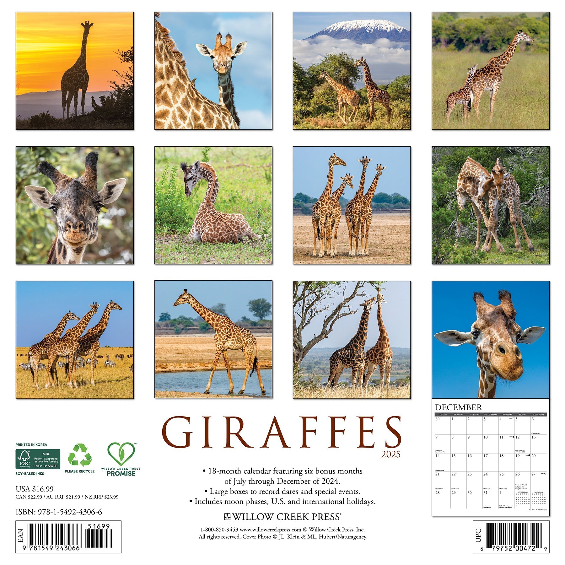 2025 Giraffes - Square Wall Calendar (US Only)