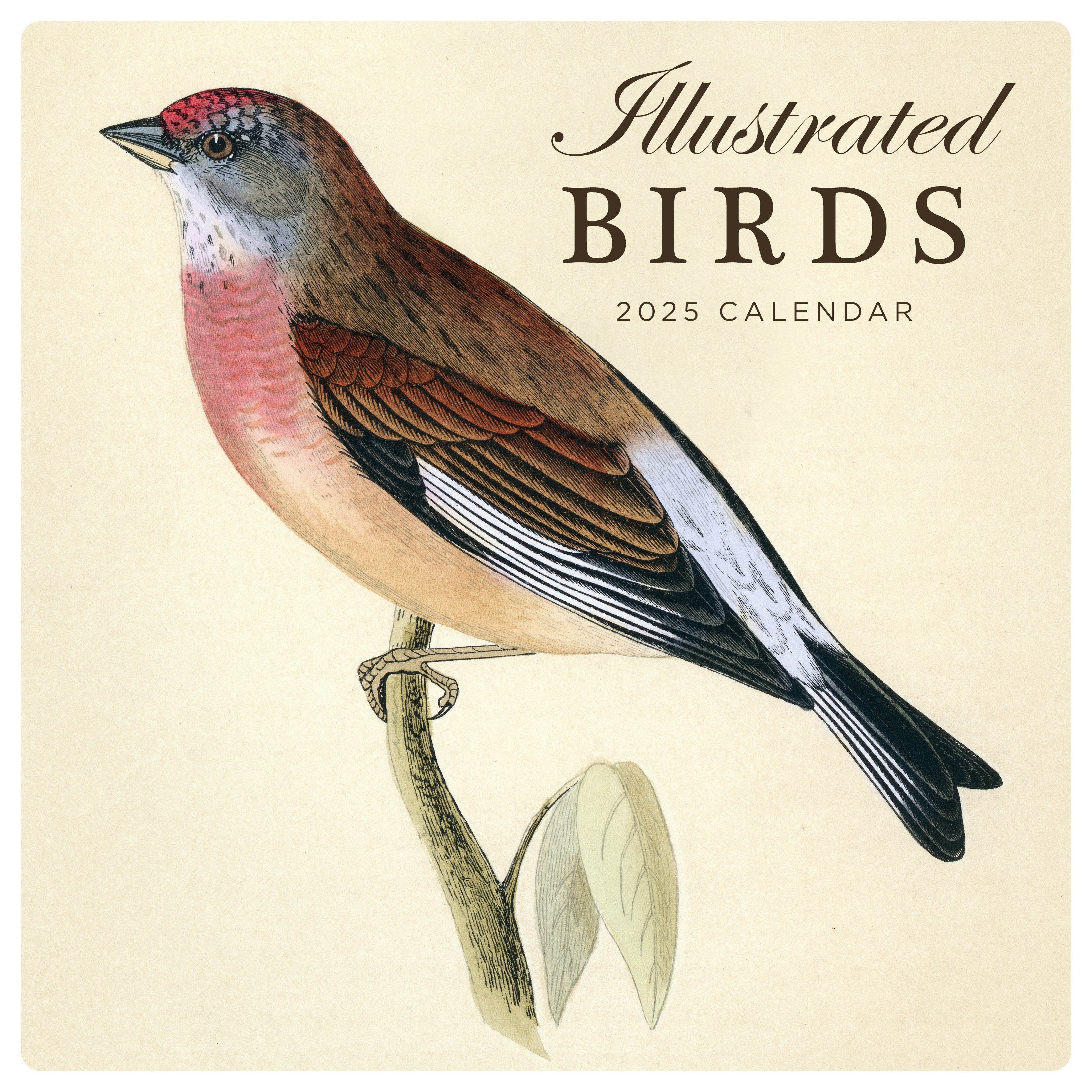 2025 Illustrated Birds - Square Wall Calendar