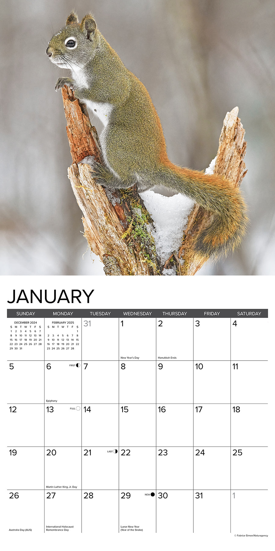 2025 Squirrels - Square Wall Calendar (US Only)