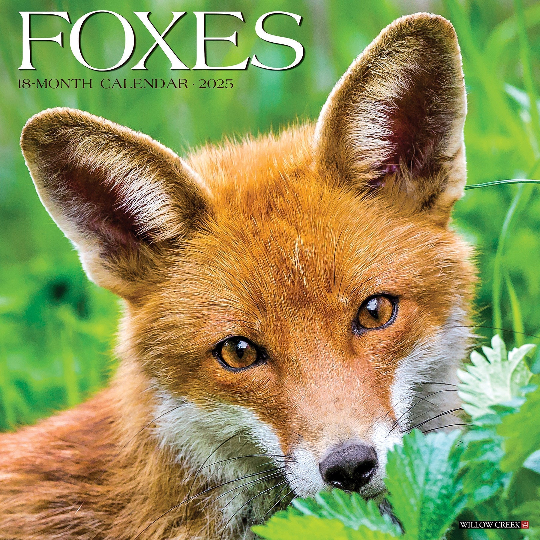 2025 Foxes - Square Wall Calendar (US Only)