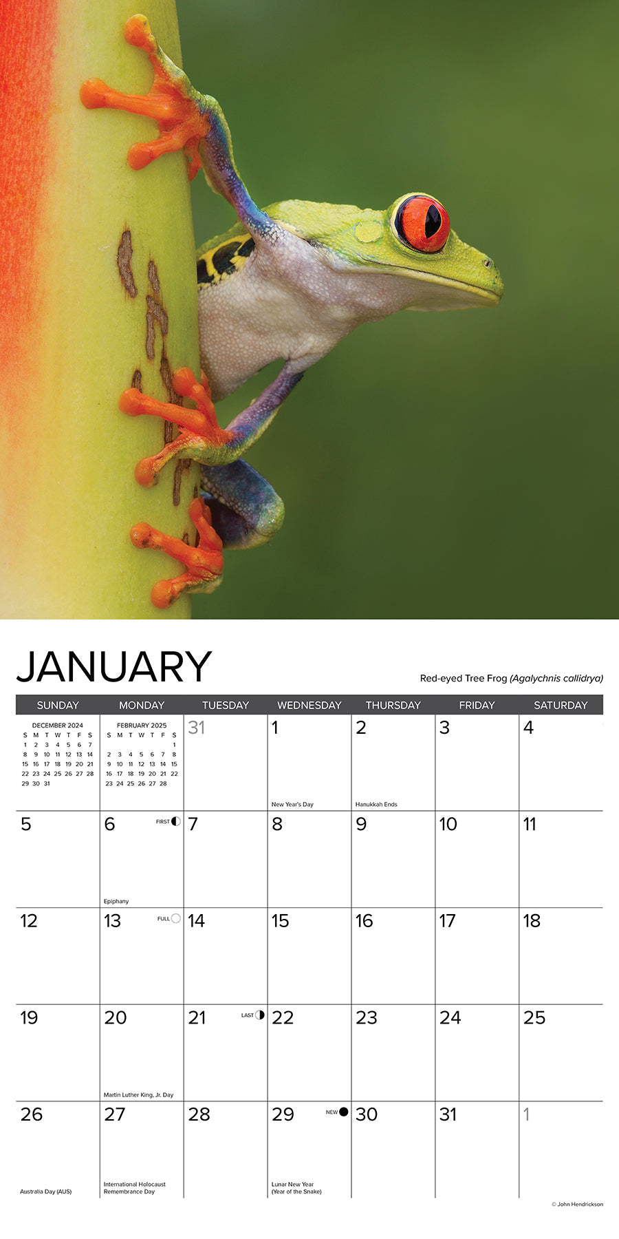 2025 Frogs - Square Wall Calendar (US Only)