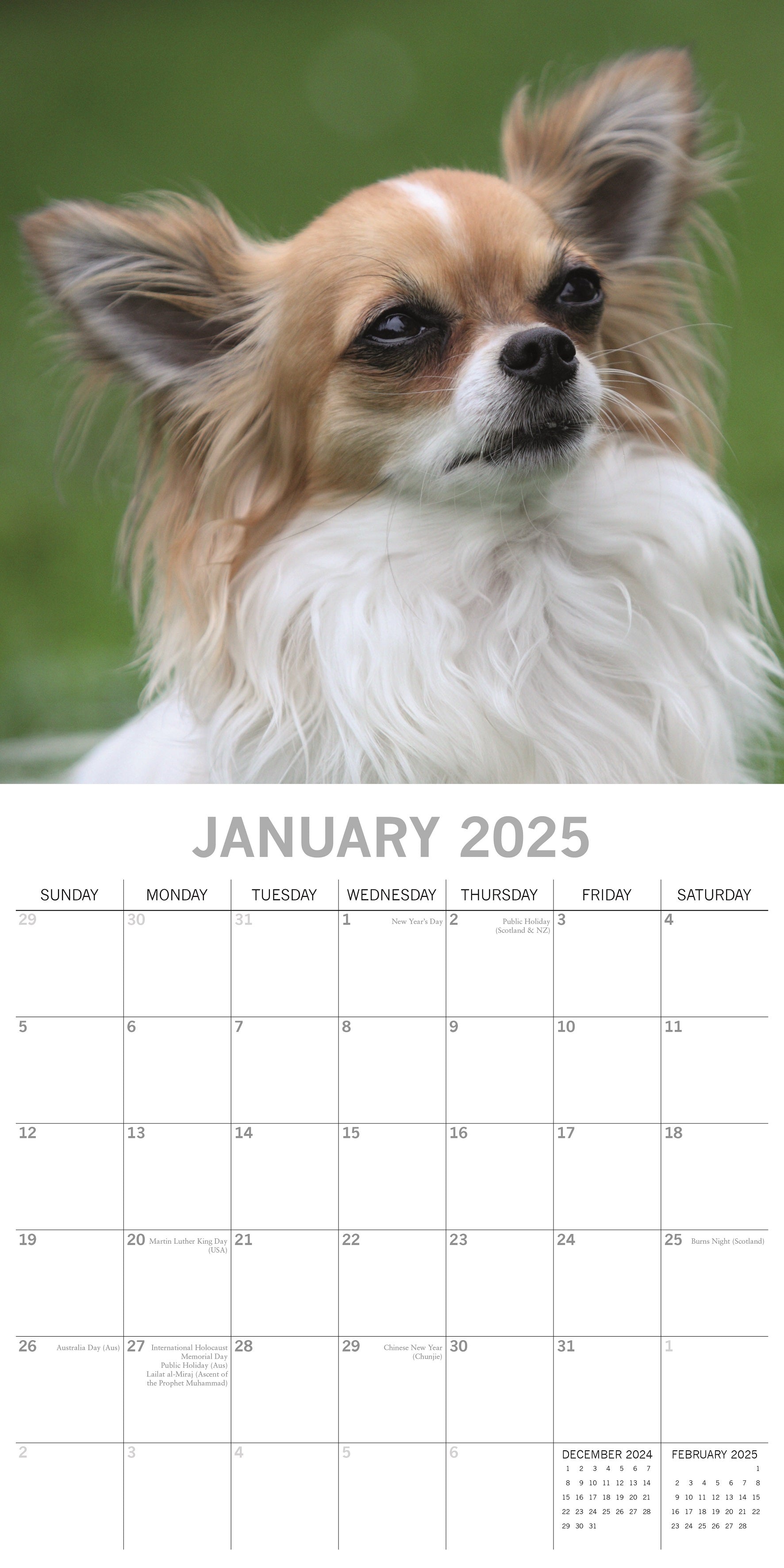 2025 Chihuahuas - Square Wall Calendar