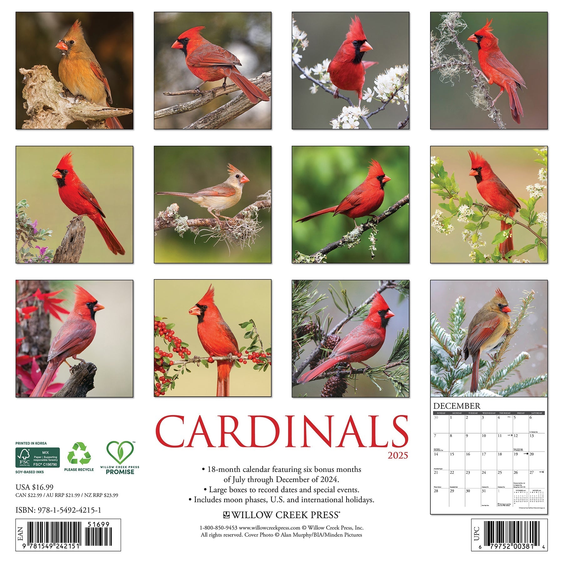 2025 Cardinals - Square Wall Calendar (US Only)