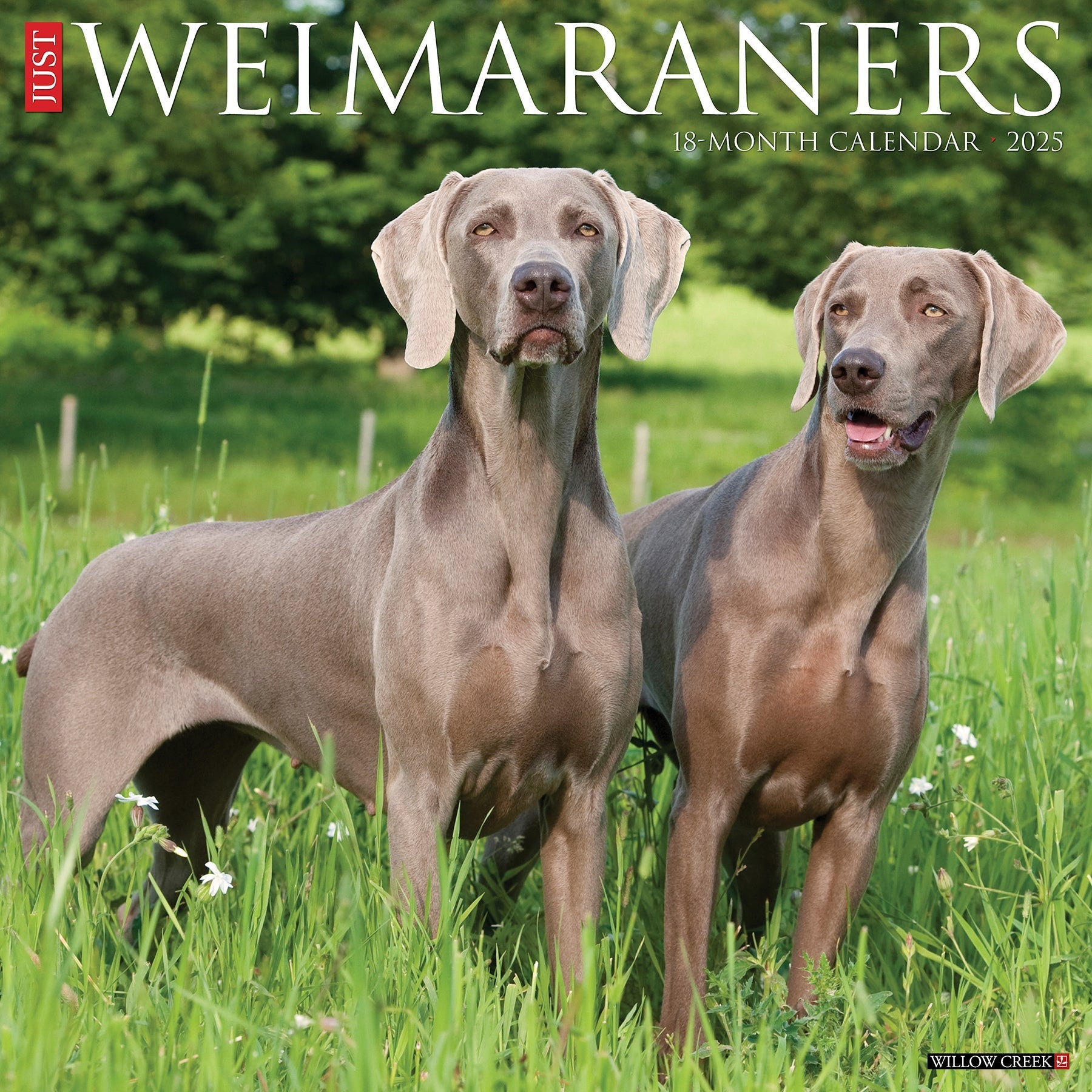 2025 Weimaraners - Square Wall Calendar (US Only)