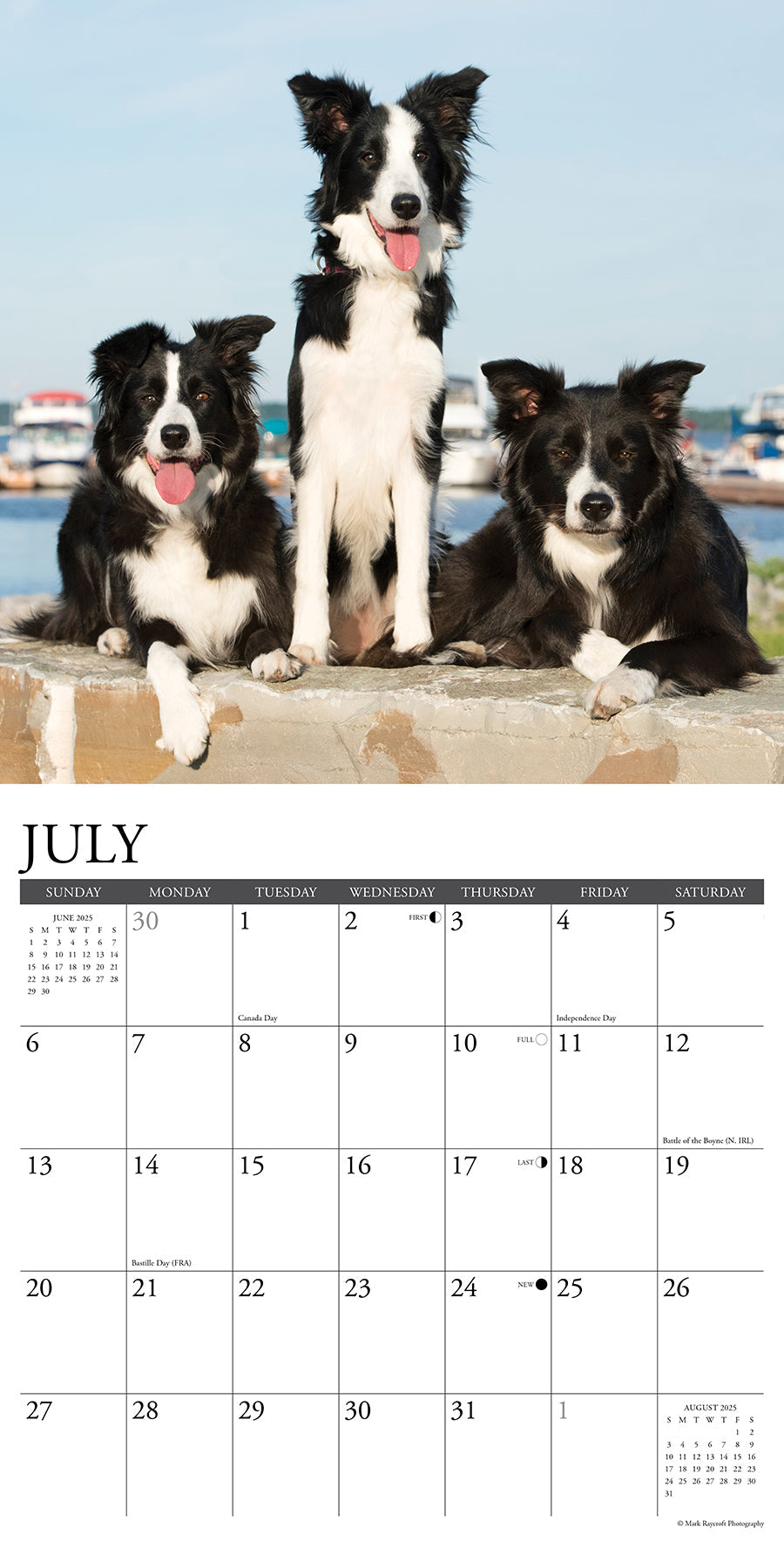 2025 Border Collies - Square Wall Calendar (US Only)