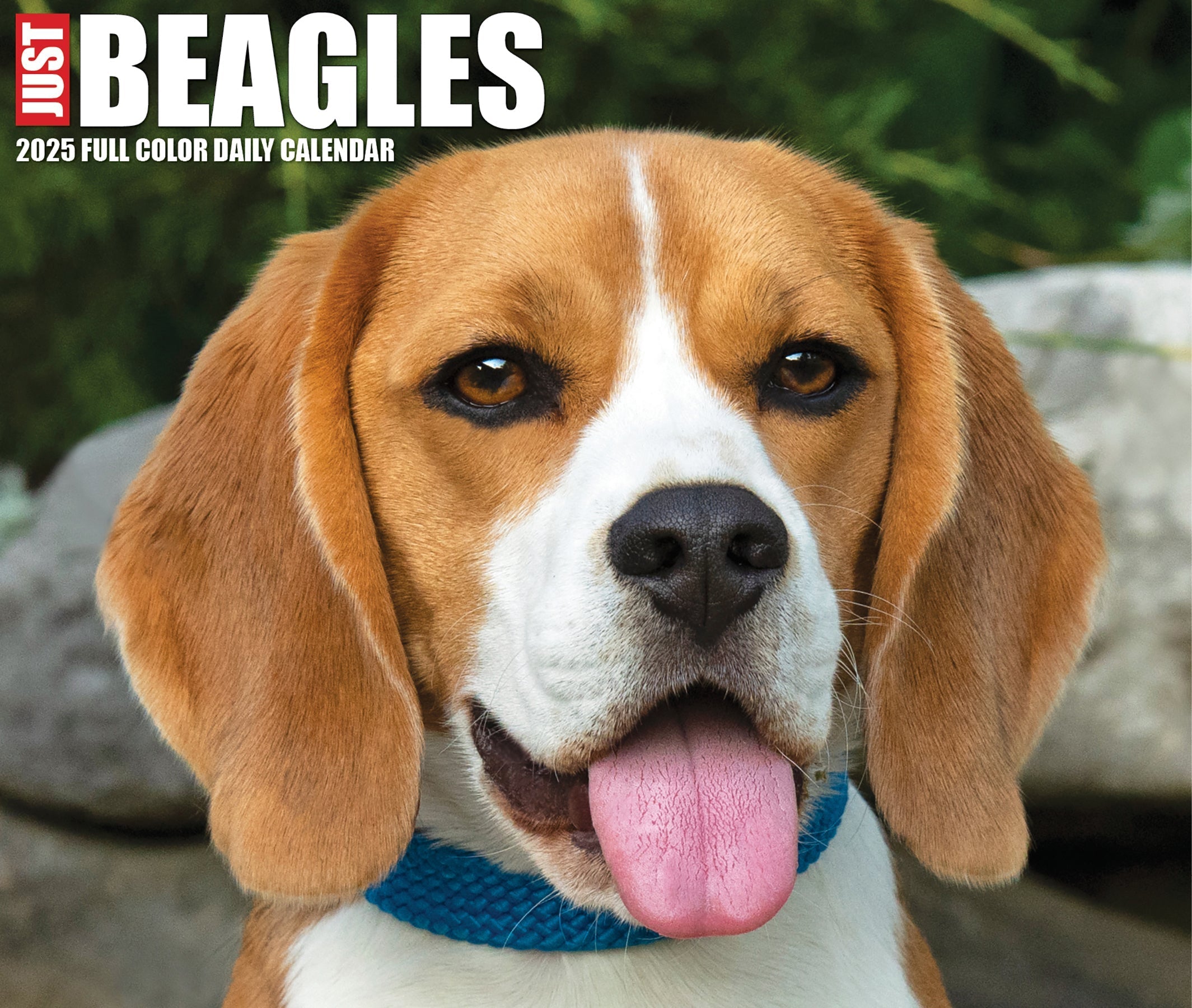 2025 Beagles - Daily Boxed Page-A-Day Calendar (US Only)