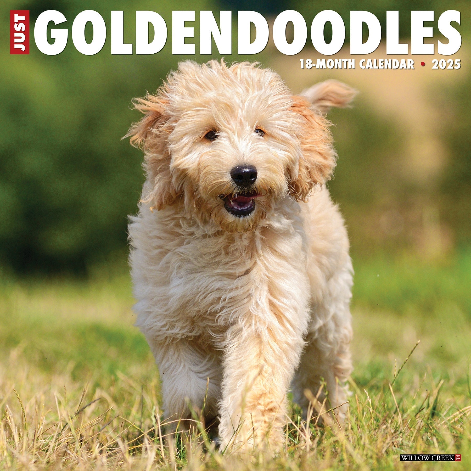 2025 Goldendoodles - Square Wall Calendar (US Only)