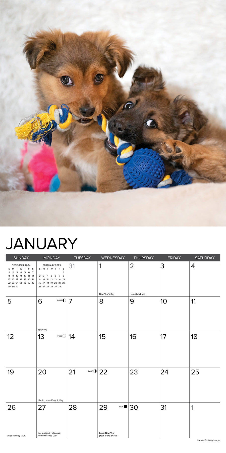 2025 Puppy Playmates - Square Wall Calendar (US Only)