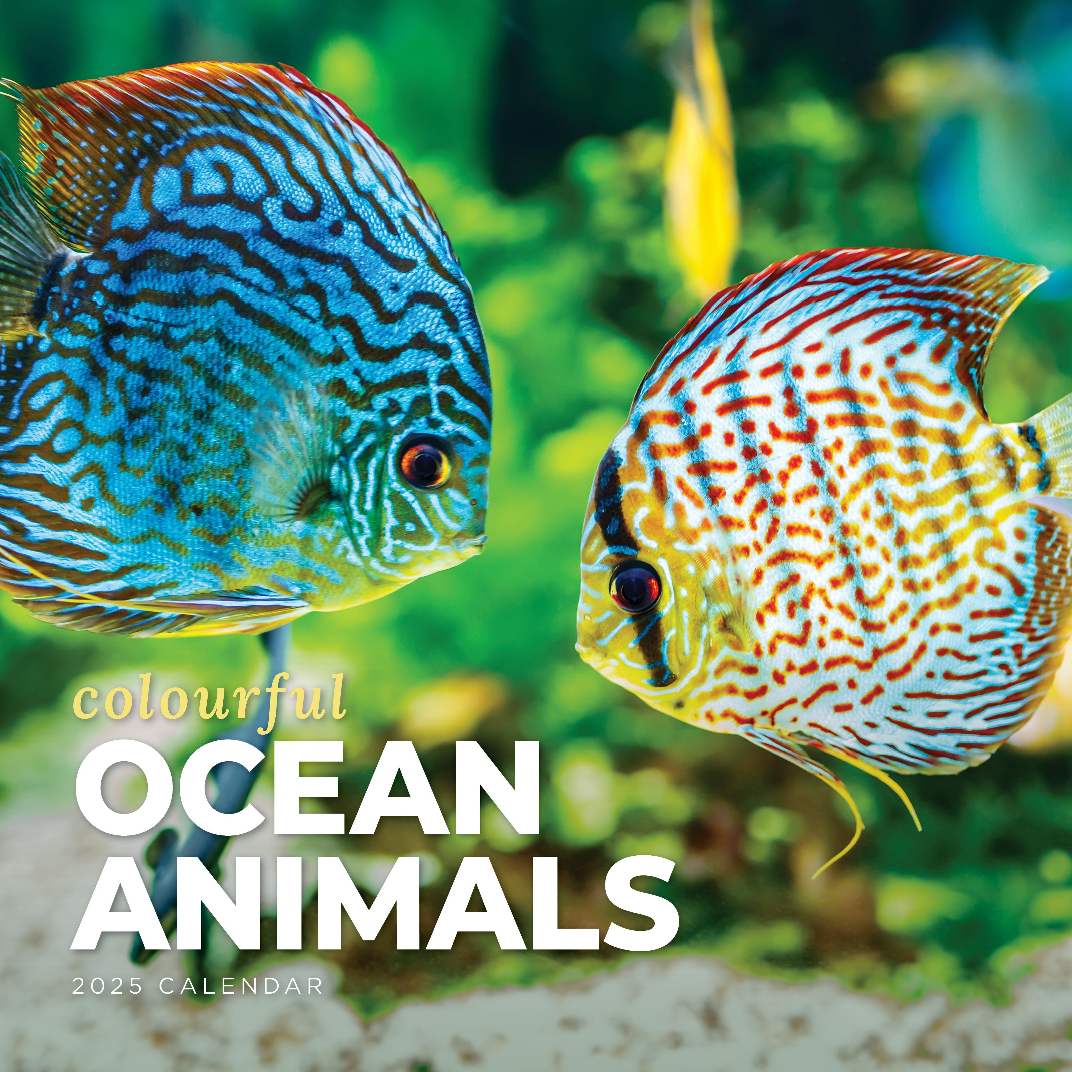 2025 Colourful Ocean Animals - Square Wall Calendar