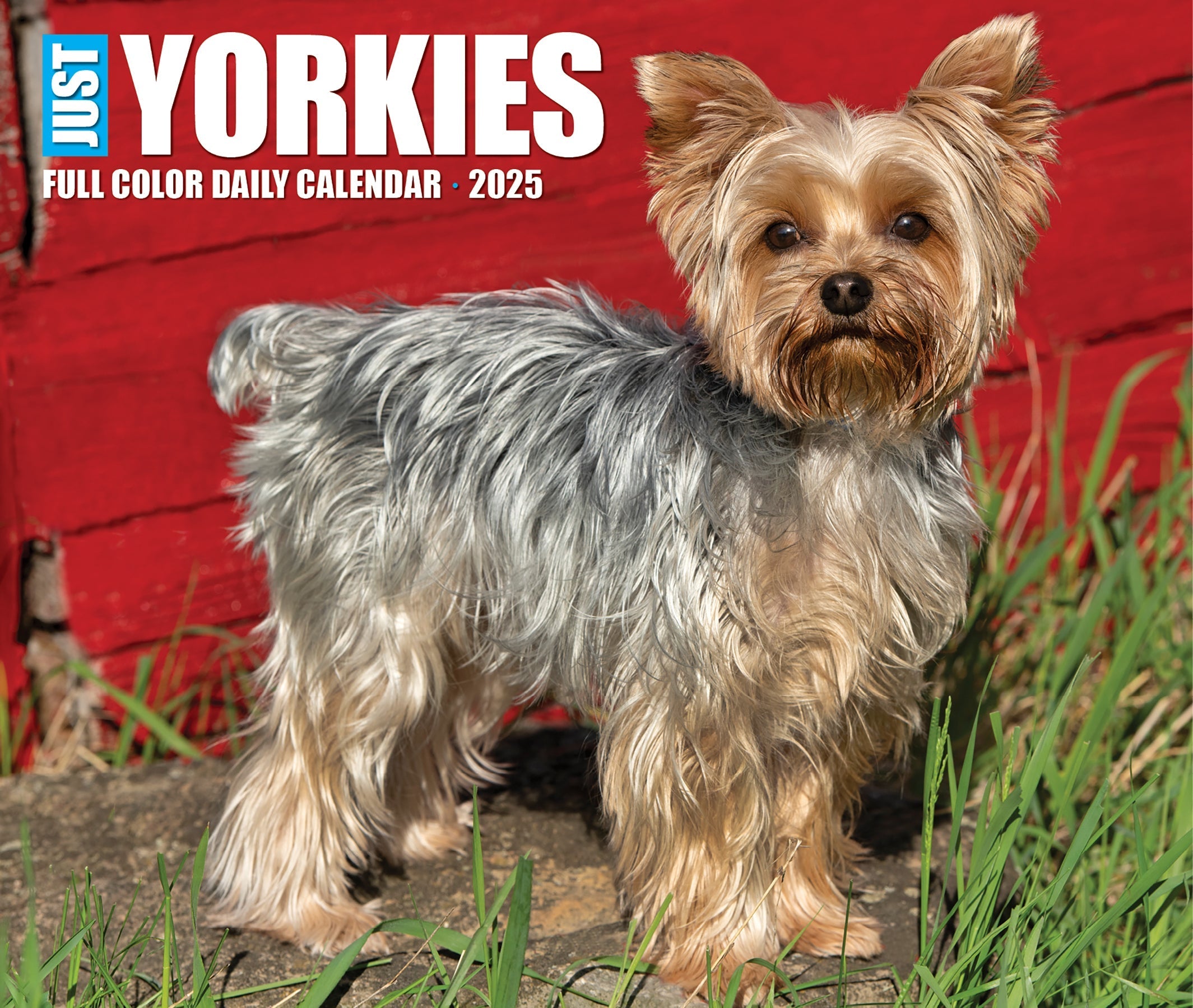 2025 Yorkies - Daily Boxed Page-A-Day Calendar (US Only)