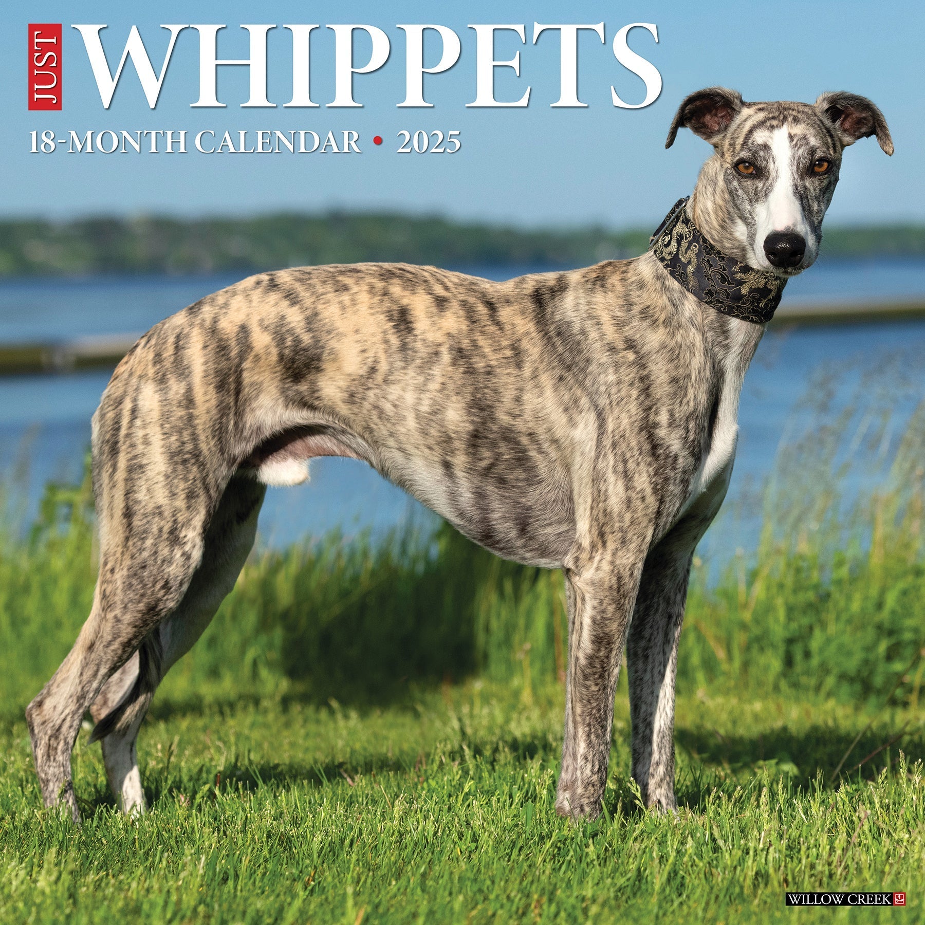 2025 Whippets - Square Wall Calendar (US Only)