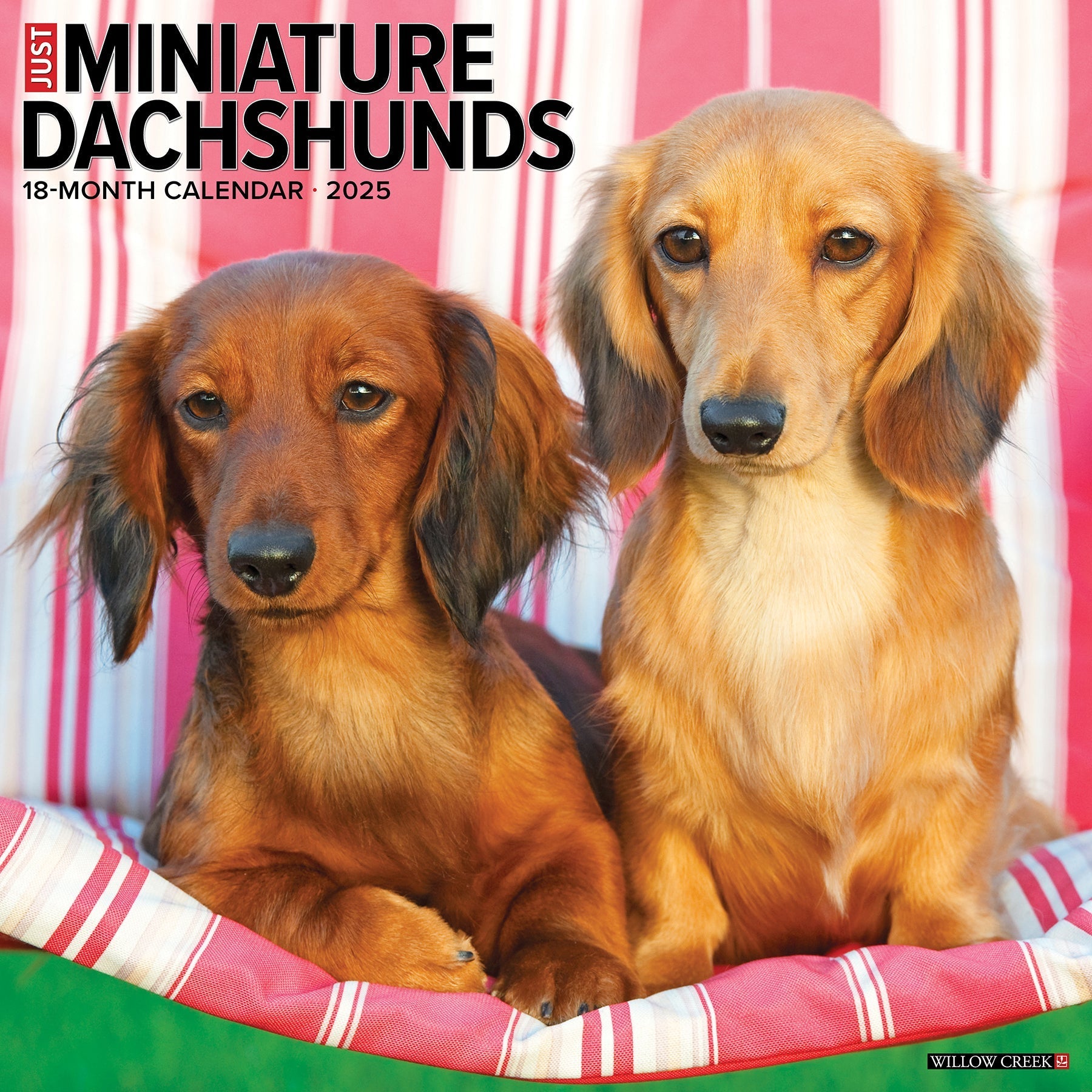 2025 Miniature Dachshunds - Square Wall Calendar (US Only)