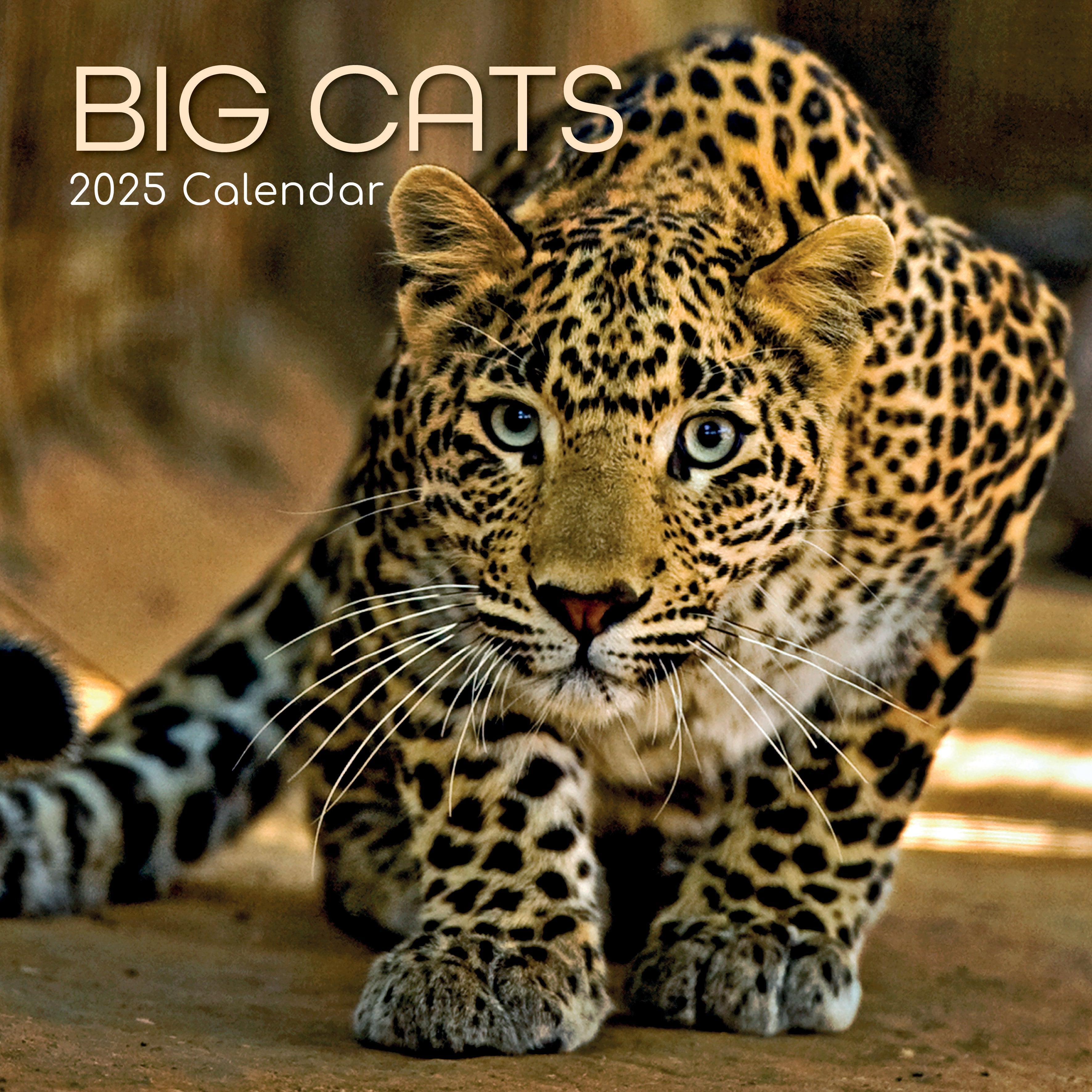2025 Big Cats - Square Wall Calendar