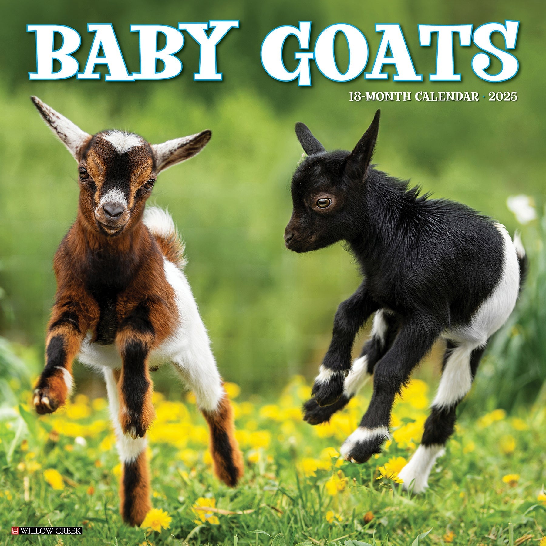 2025 Baby Goats - Square Wall Calendar (US Only)