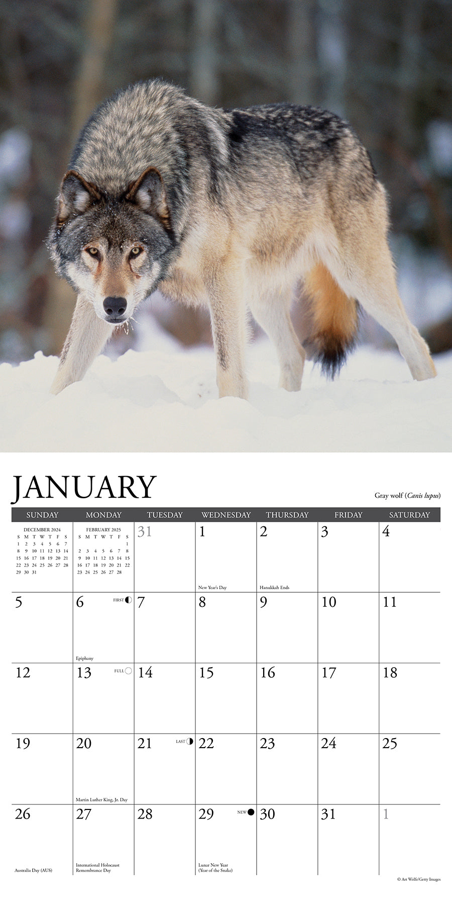 2025 Rocky Mountain Wildlife - Square Wall Calendar (US Only)