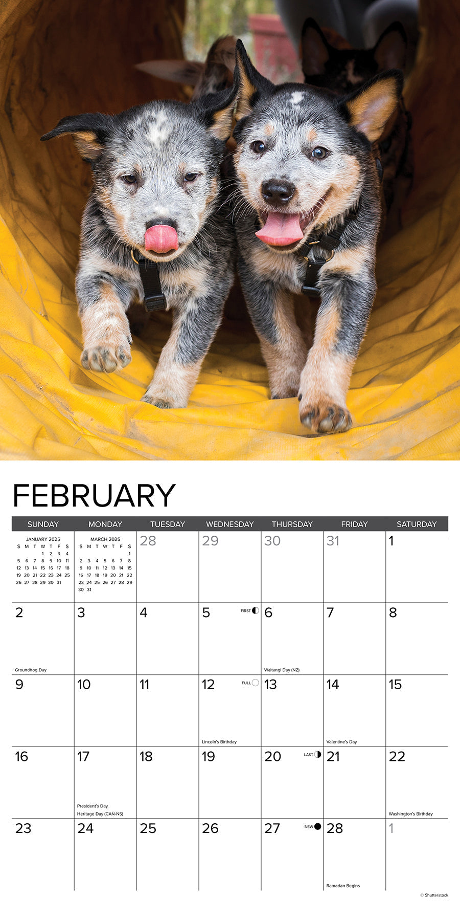 2025 Australian Cattle Dogs - Square Wall Calendar (US Only)