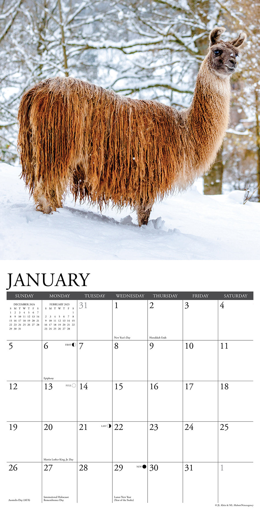 2025 Llamas - Square Wall Calendar (US Only)