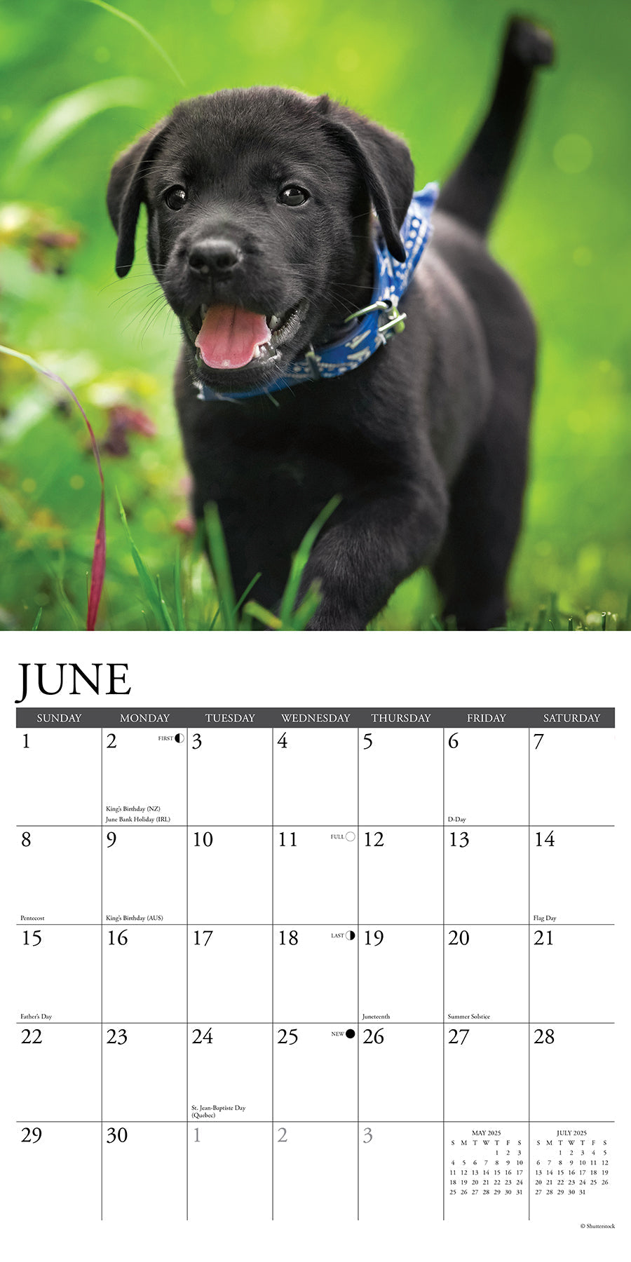 2025 Black Lab Puppies - Square Wall Calendar (US Only)